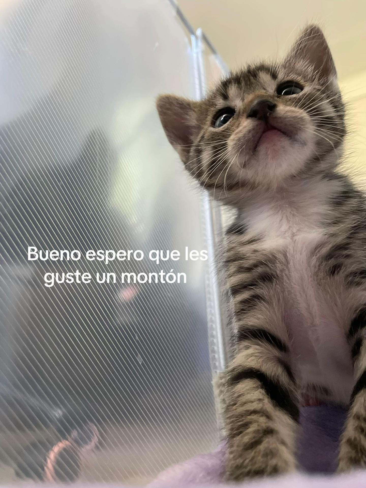 @Rayito y negrita