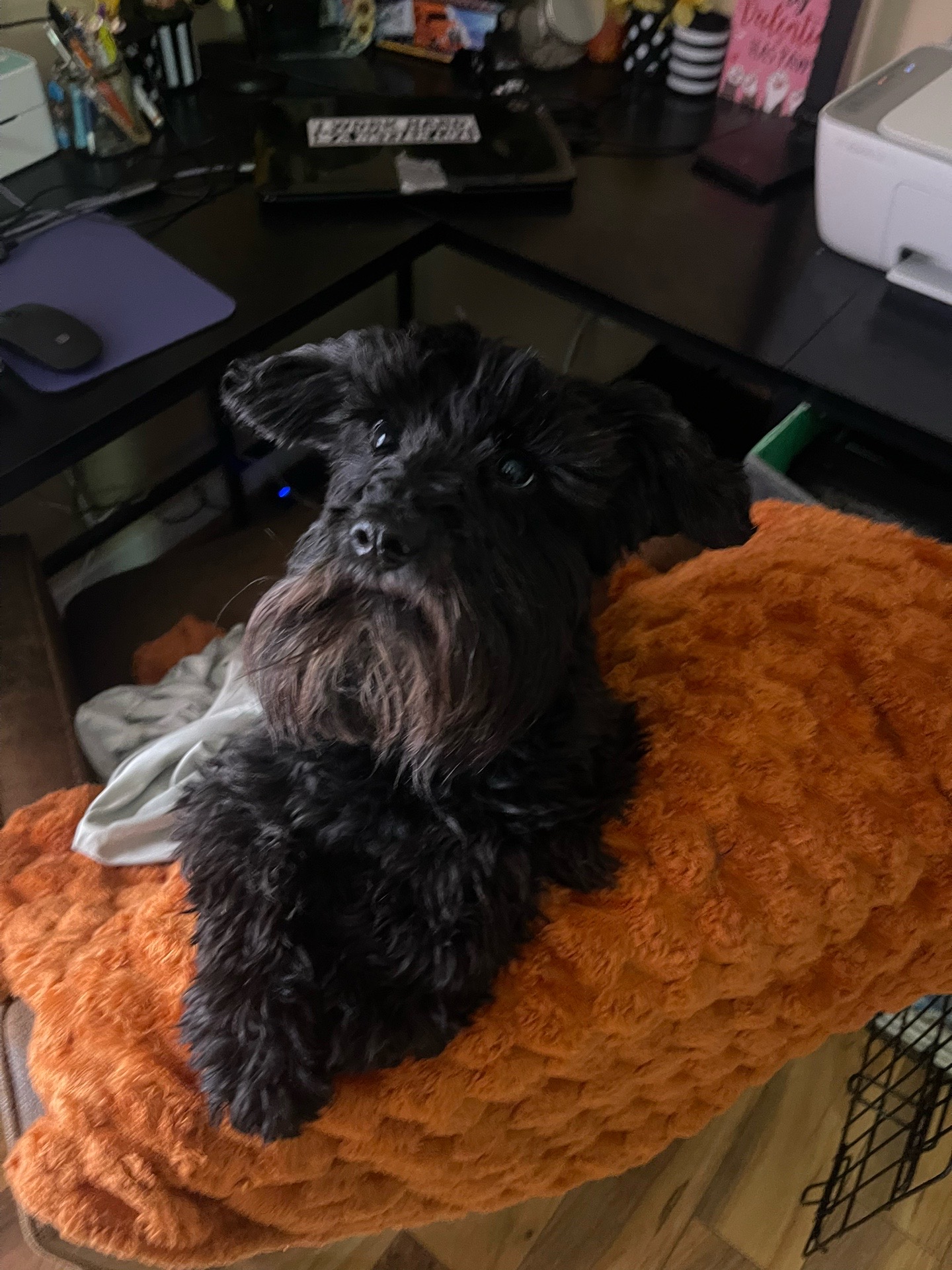 @LOU&rsquo;VON MINISCHNAUZER