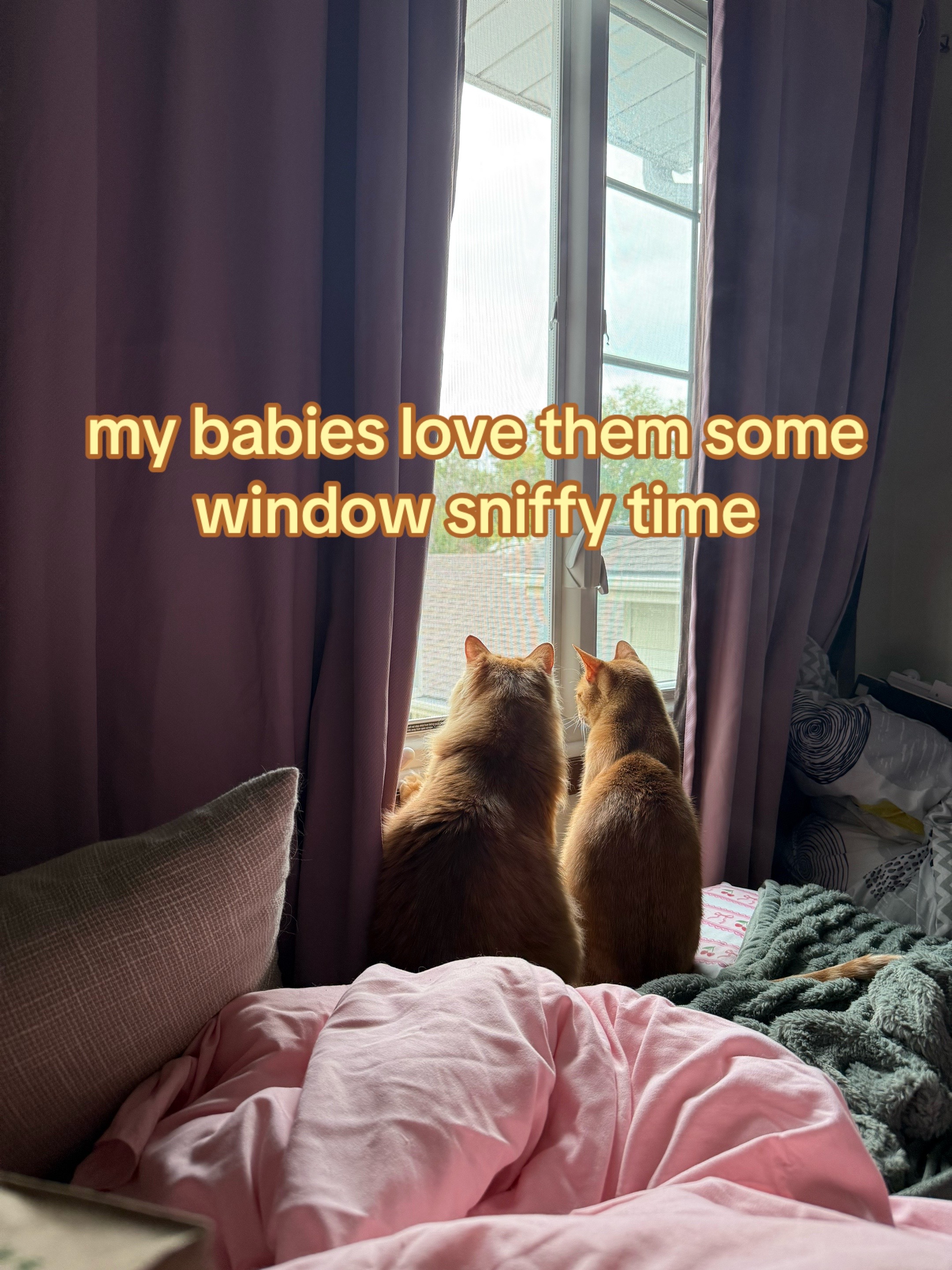 @meow