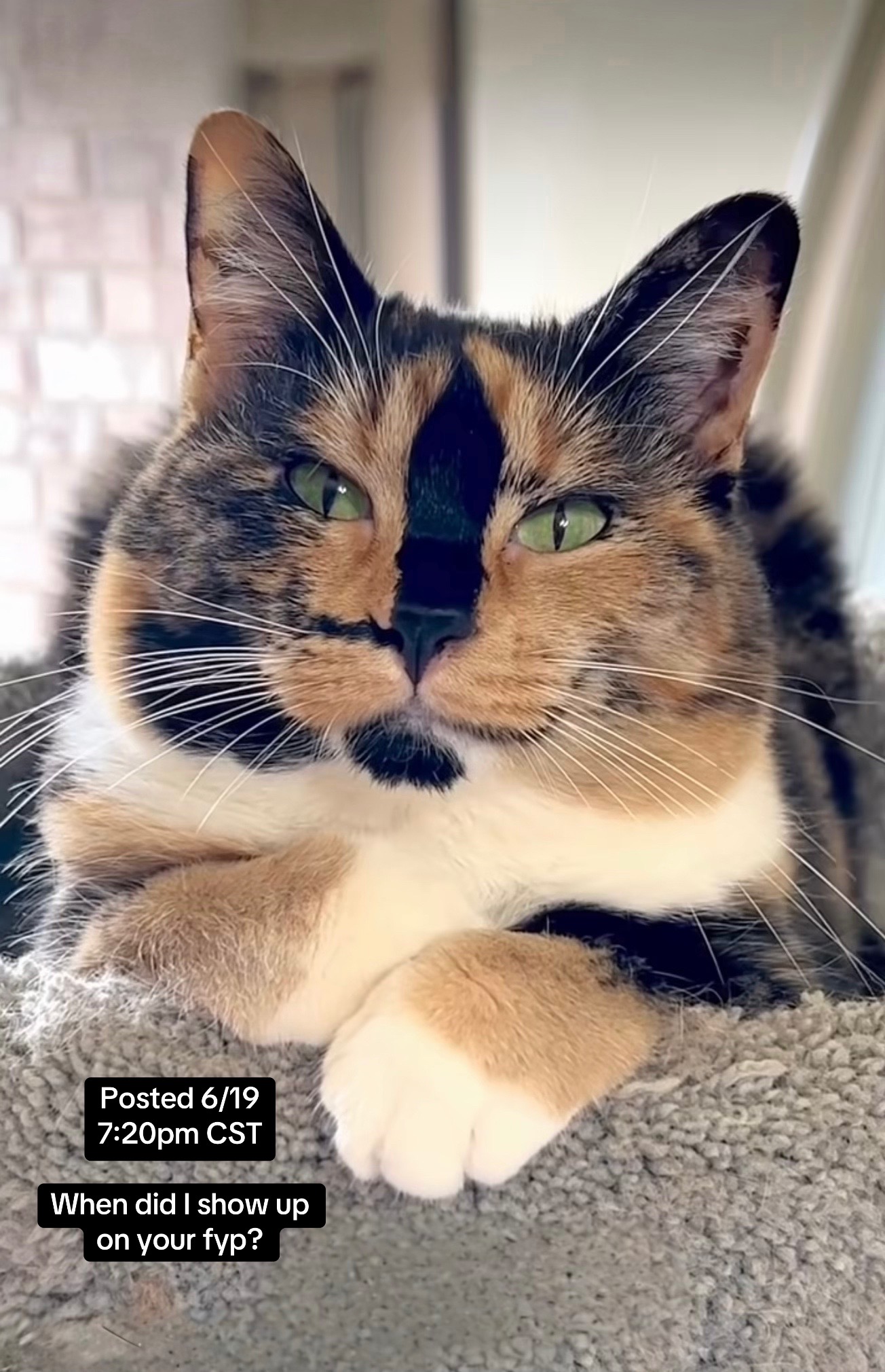 @SnickersTheSmilingCat