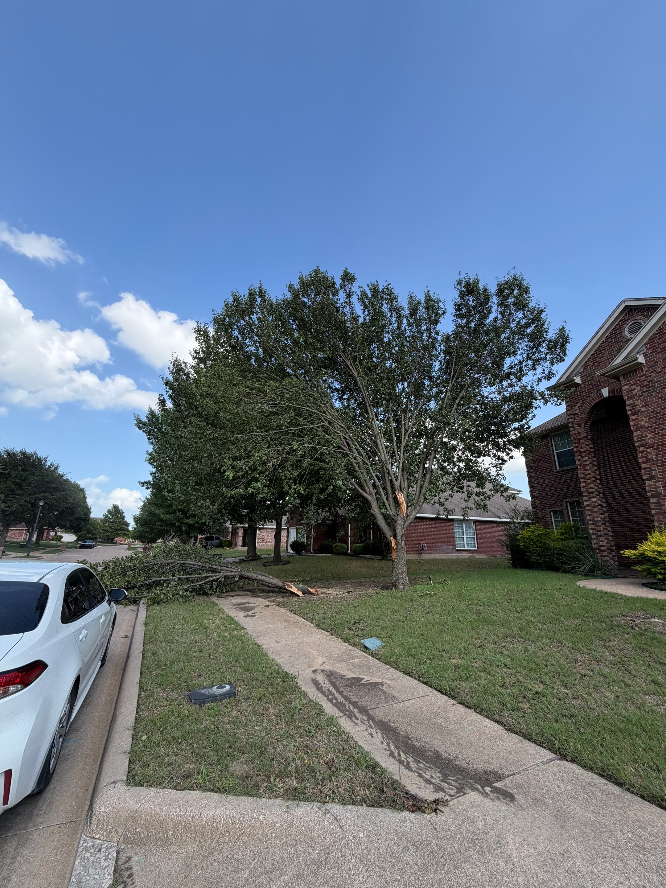 @Live Oak Tree Service