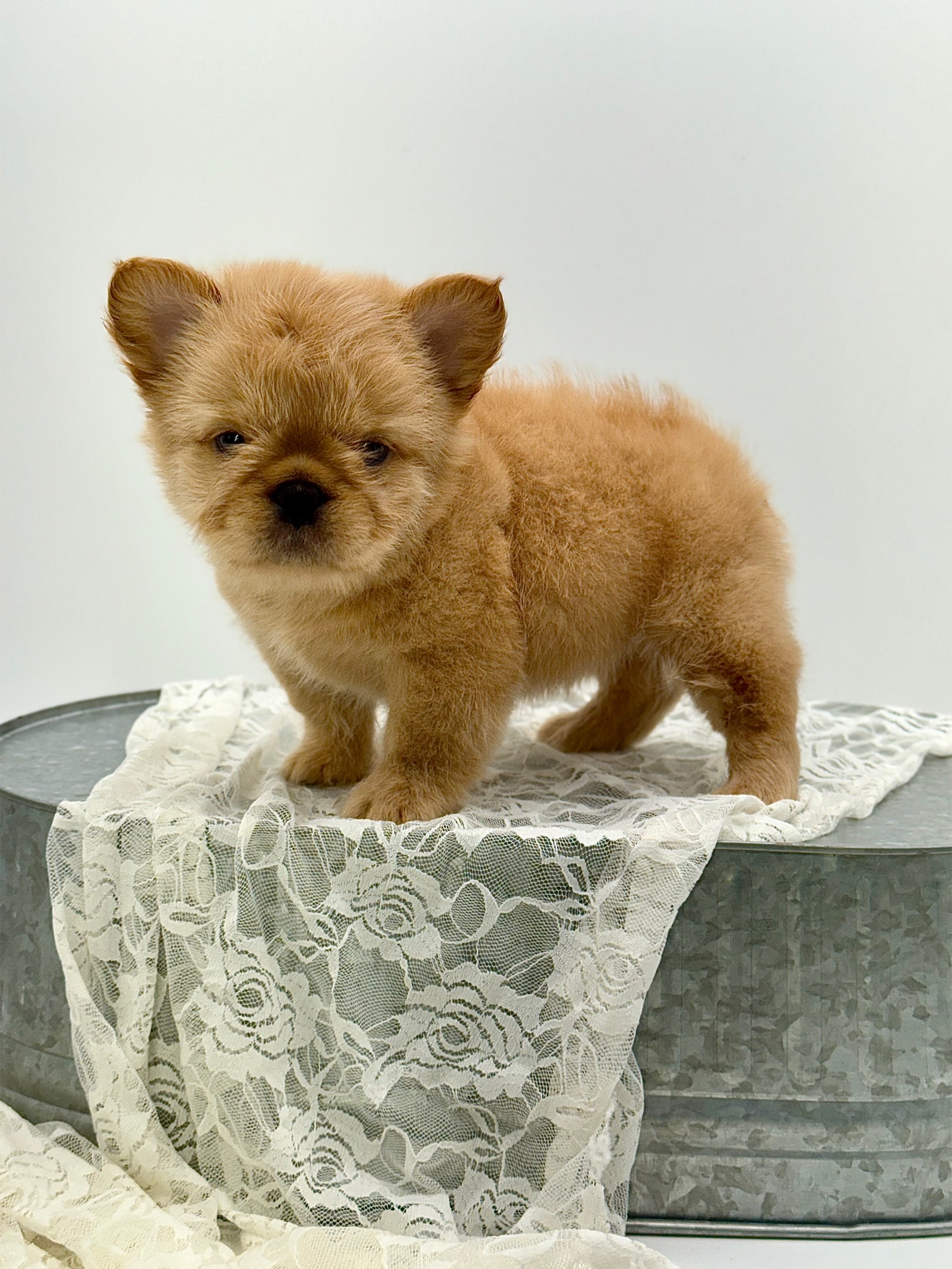 @Highfalutin Frenchies