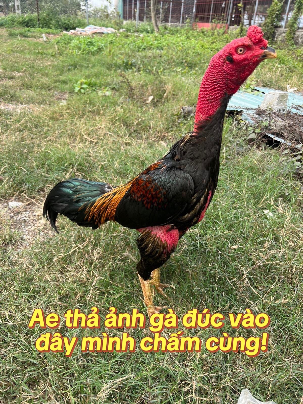@𝐏𝐡𝐨𝐧𝐠 𝐆&agrave; 𝐂𝐨𝐧