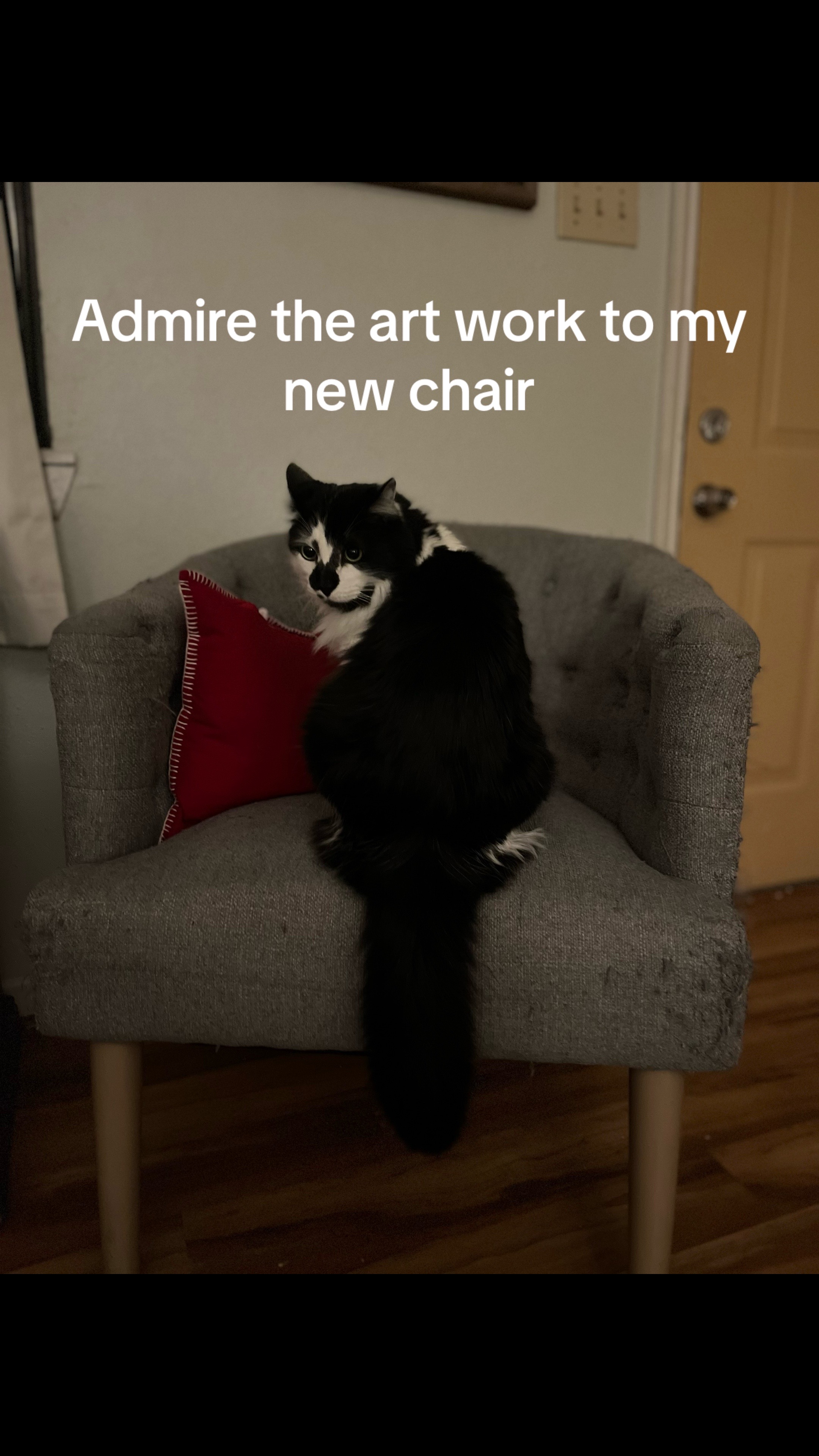 @Macaroni the Cat
