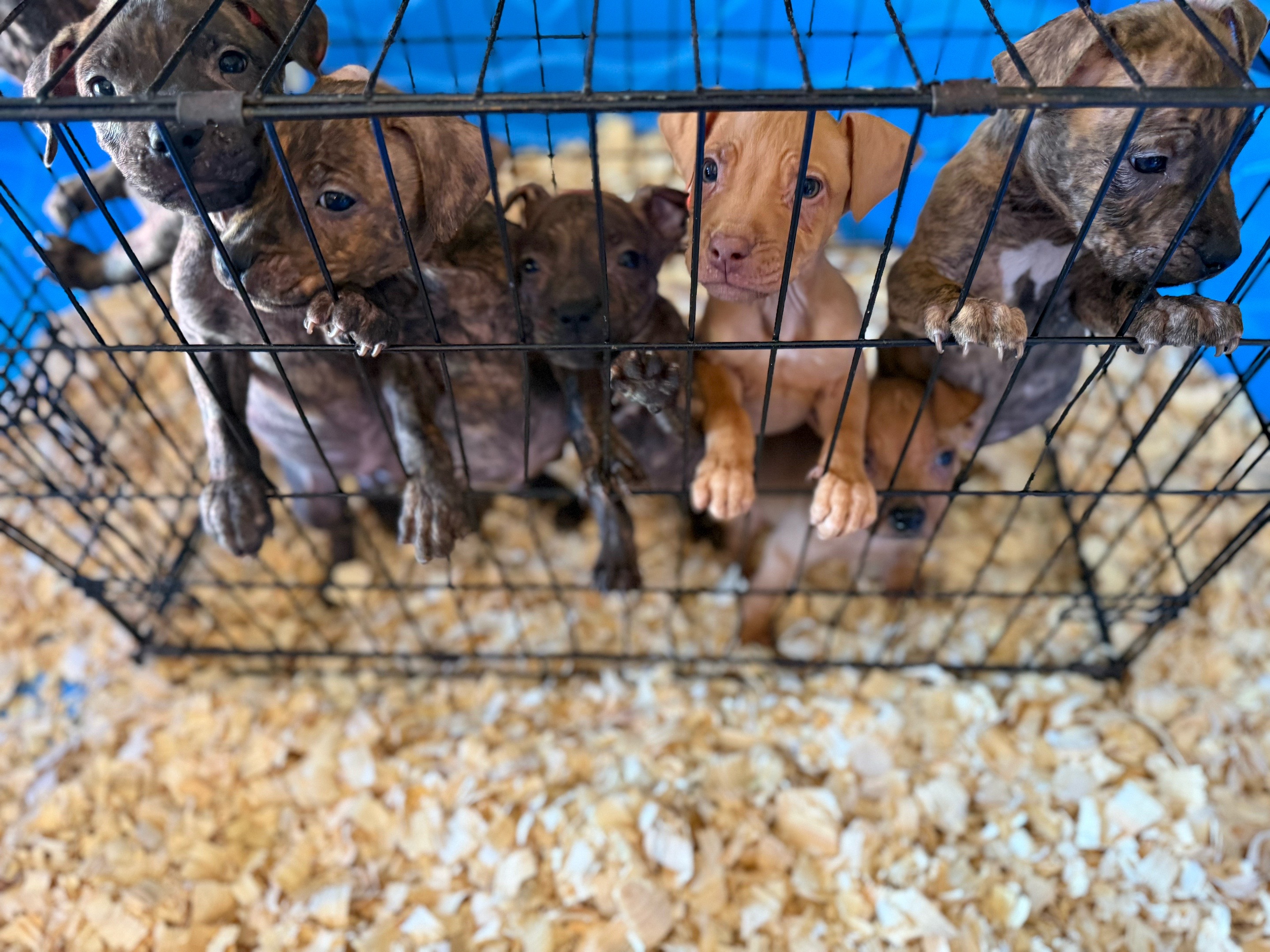@Big Bookie Kennels