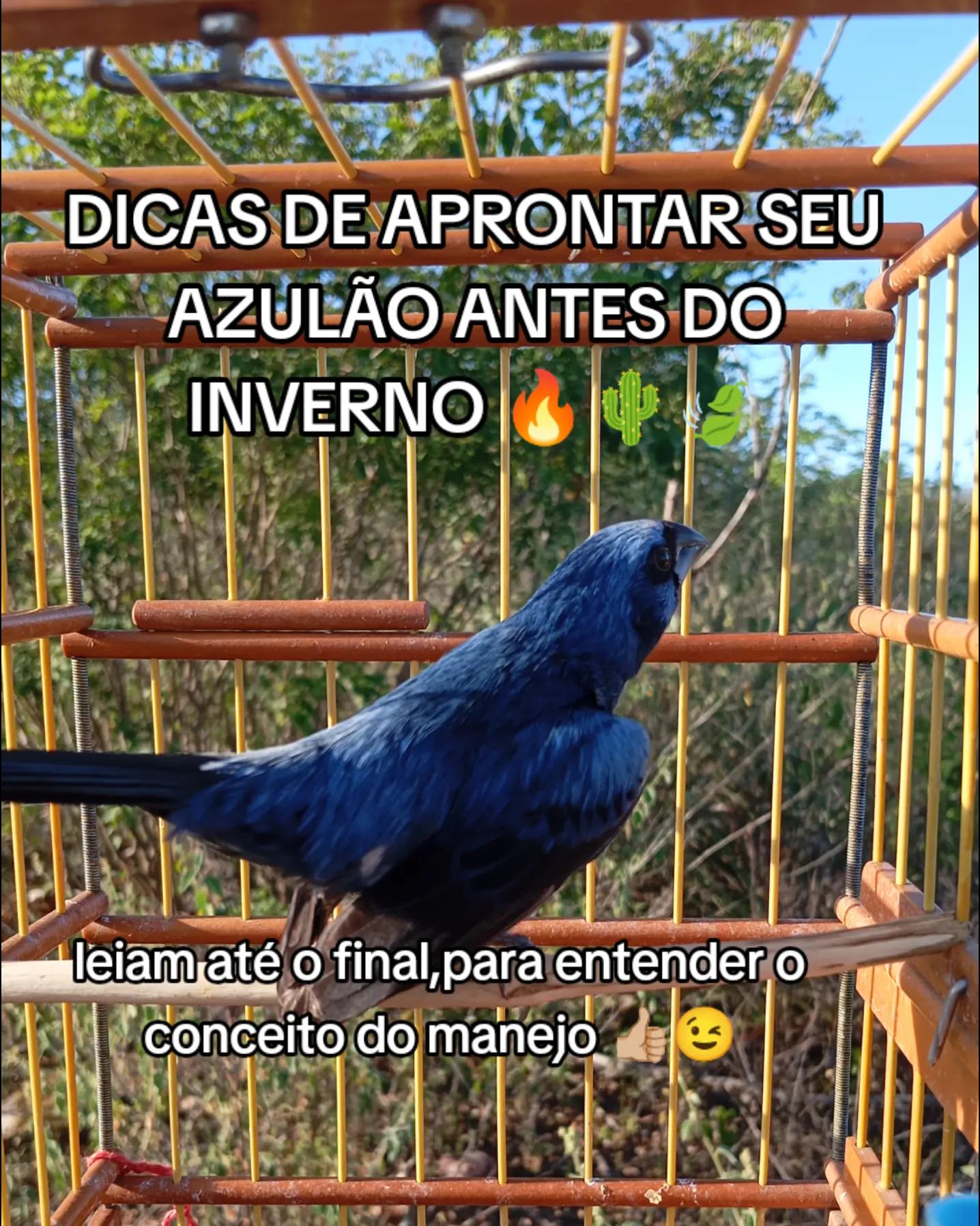 @JR_DO_AZULAOšµ