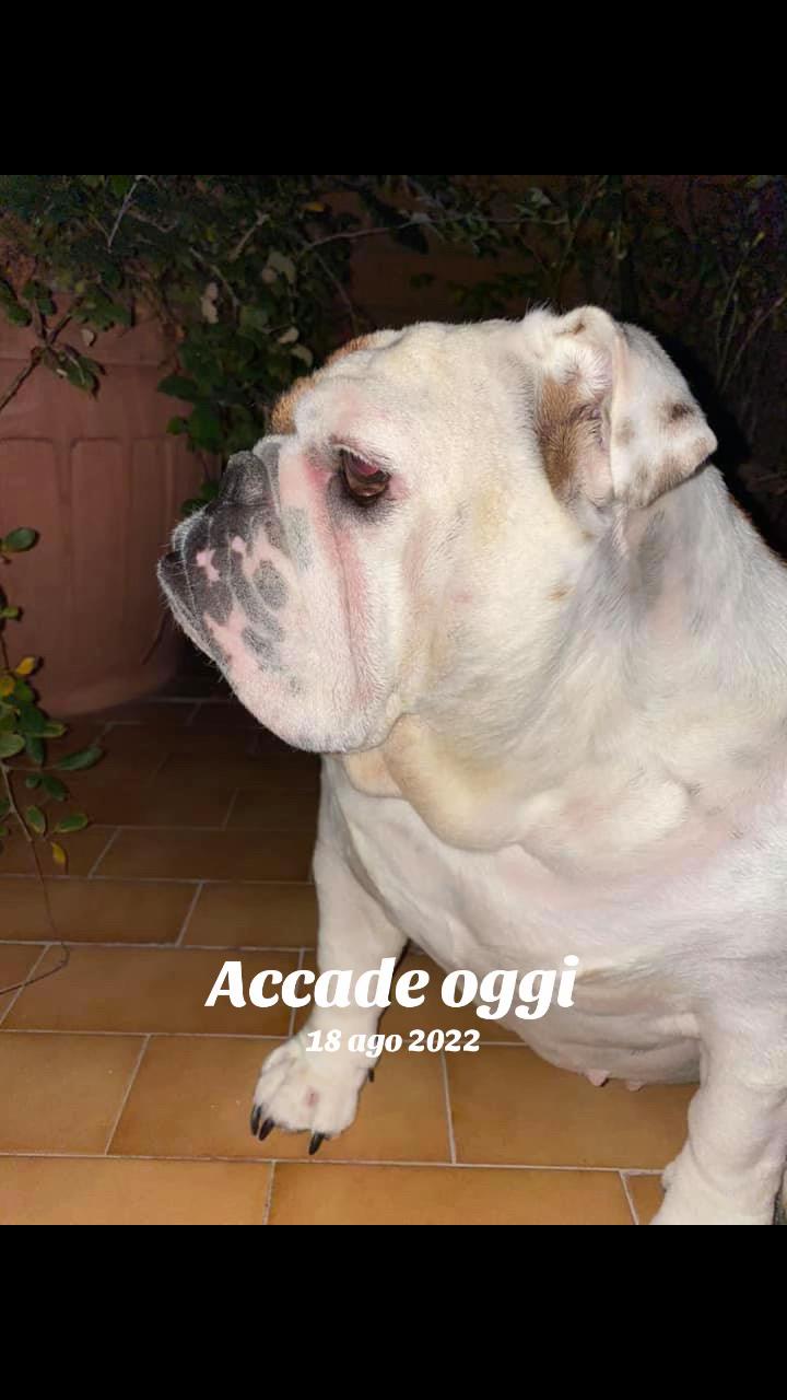 @__beatriceasquini__