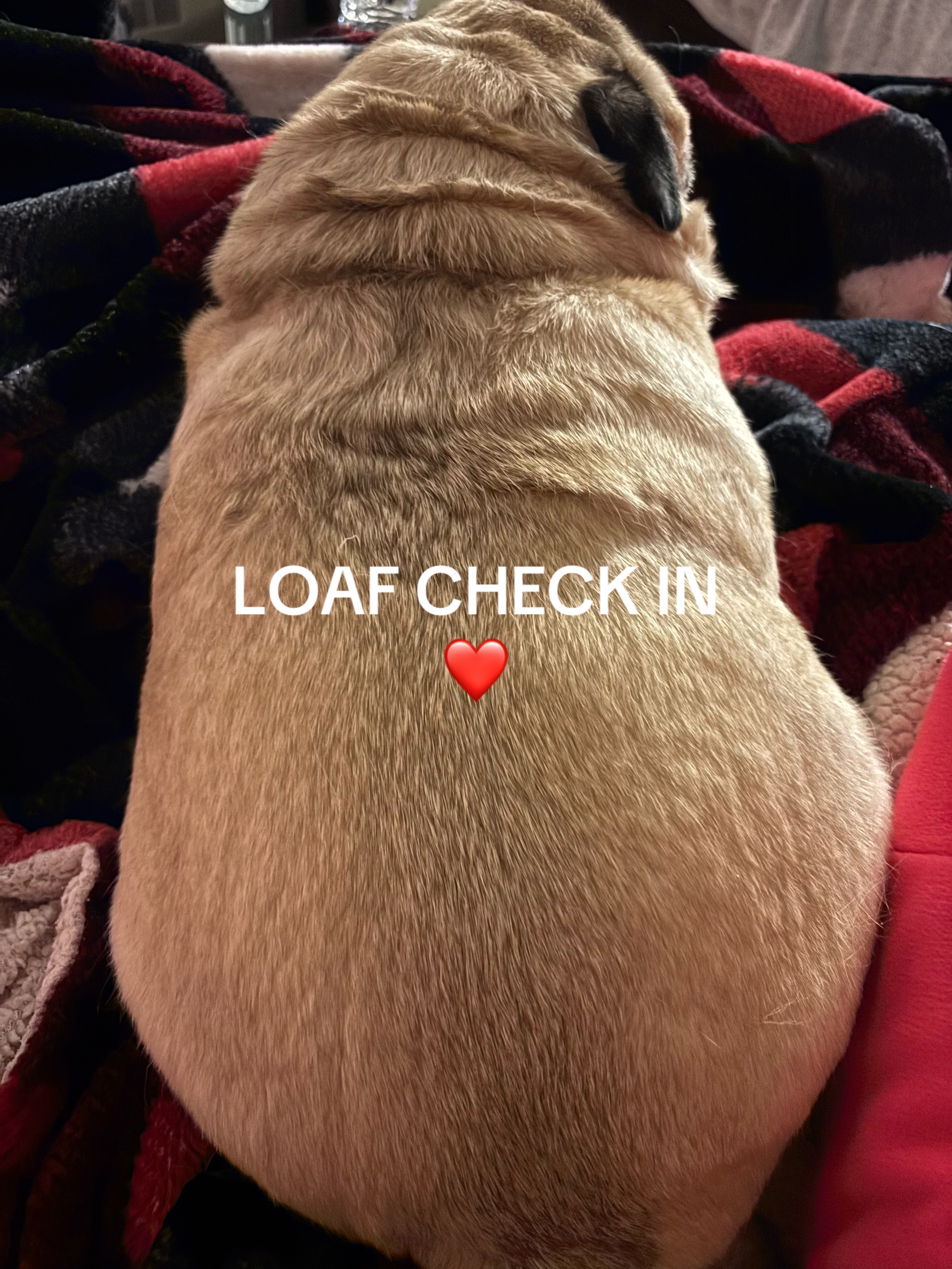 @PUGNAROUND