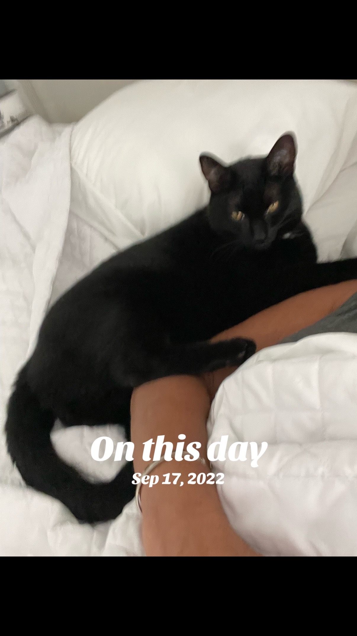 @Oscar Jeremy the cat!