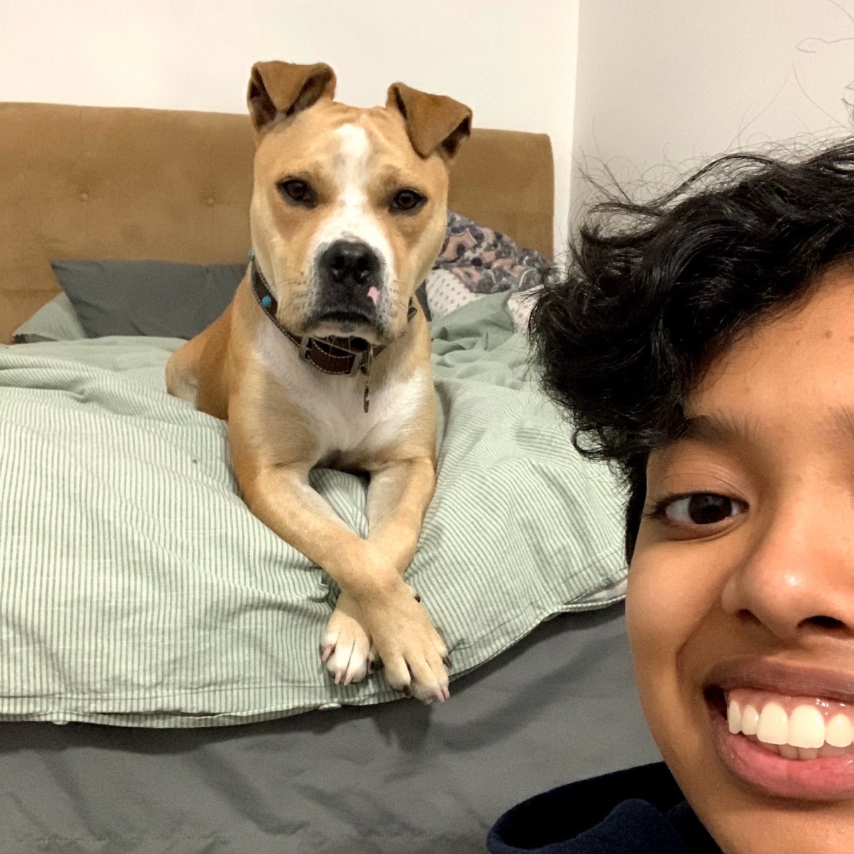 @dogstrainjen
