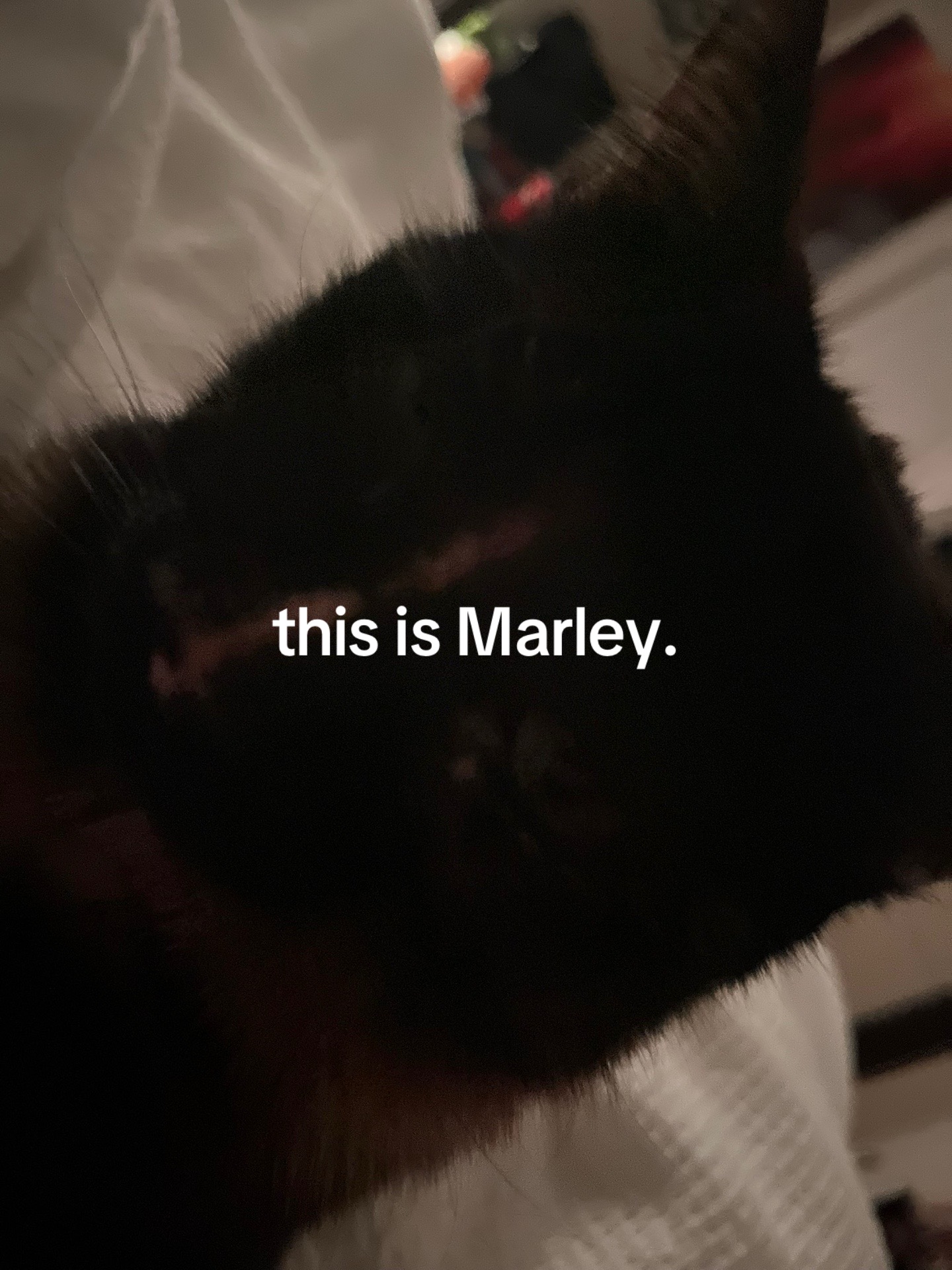 @🎶 𝓡𝓪𝓿𝓮𝓷🥀