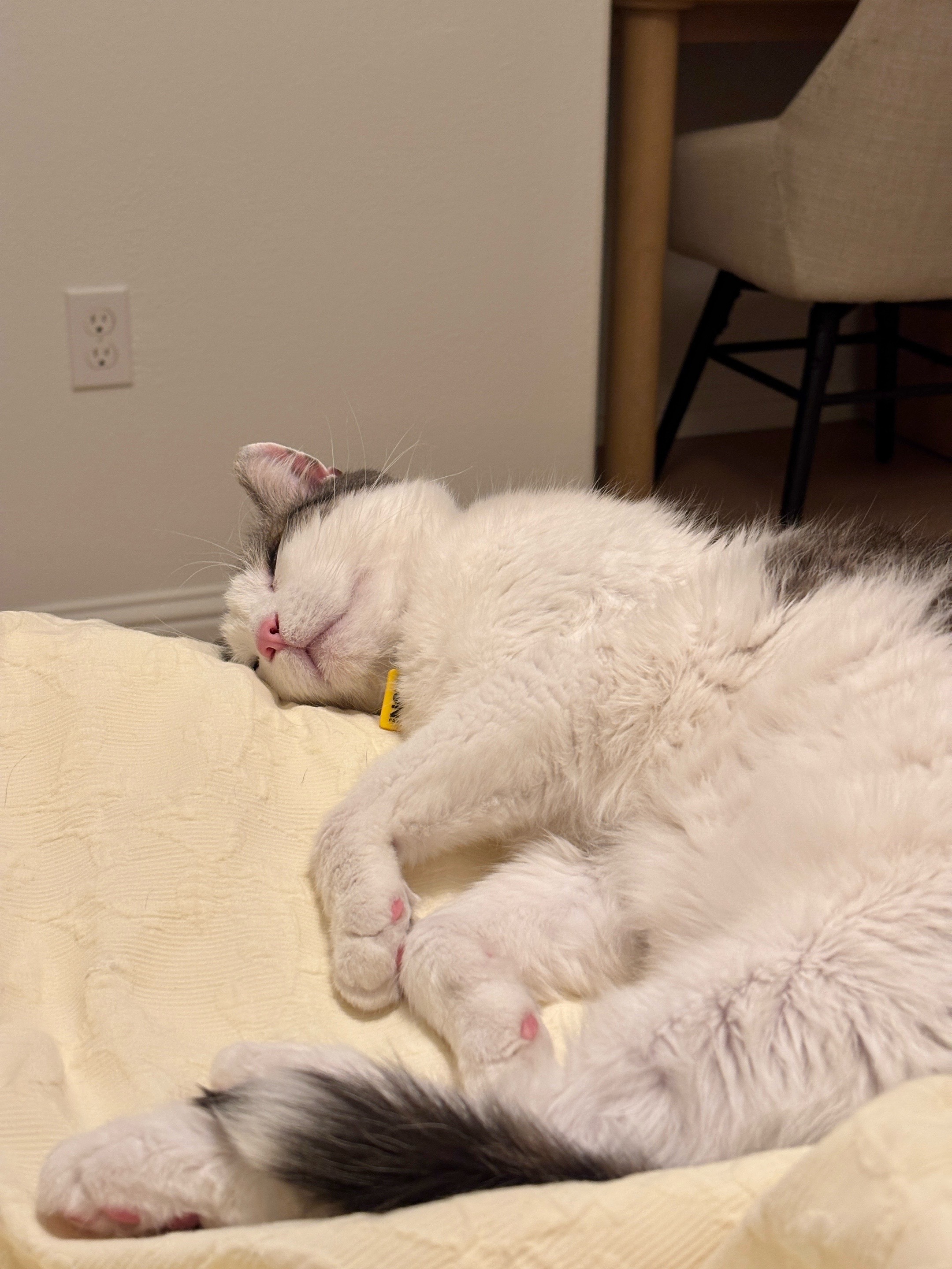 @Mimi Wawa Meow