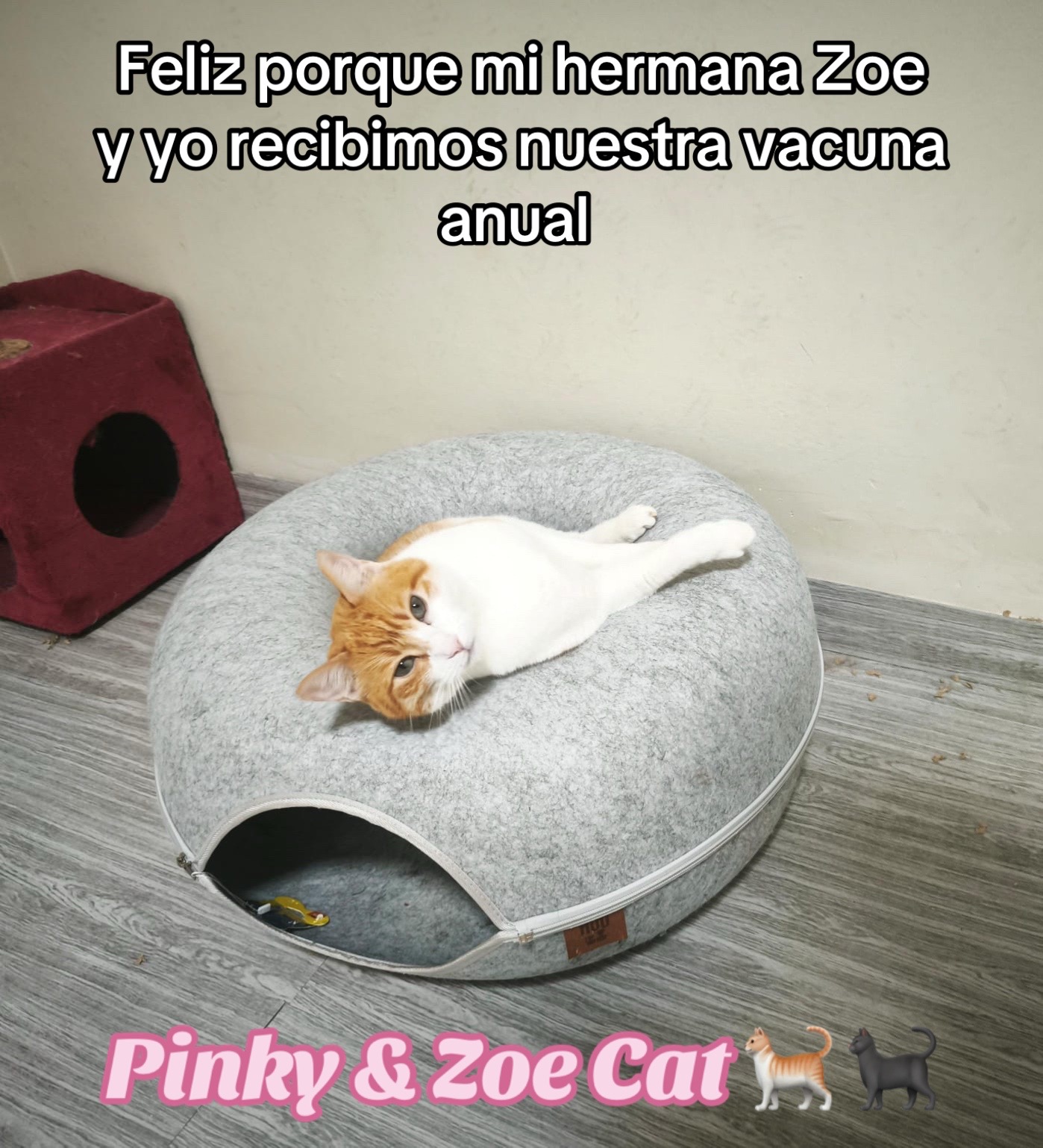 @Pinky😸&Zoe 😸& ApoloCat 😻