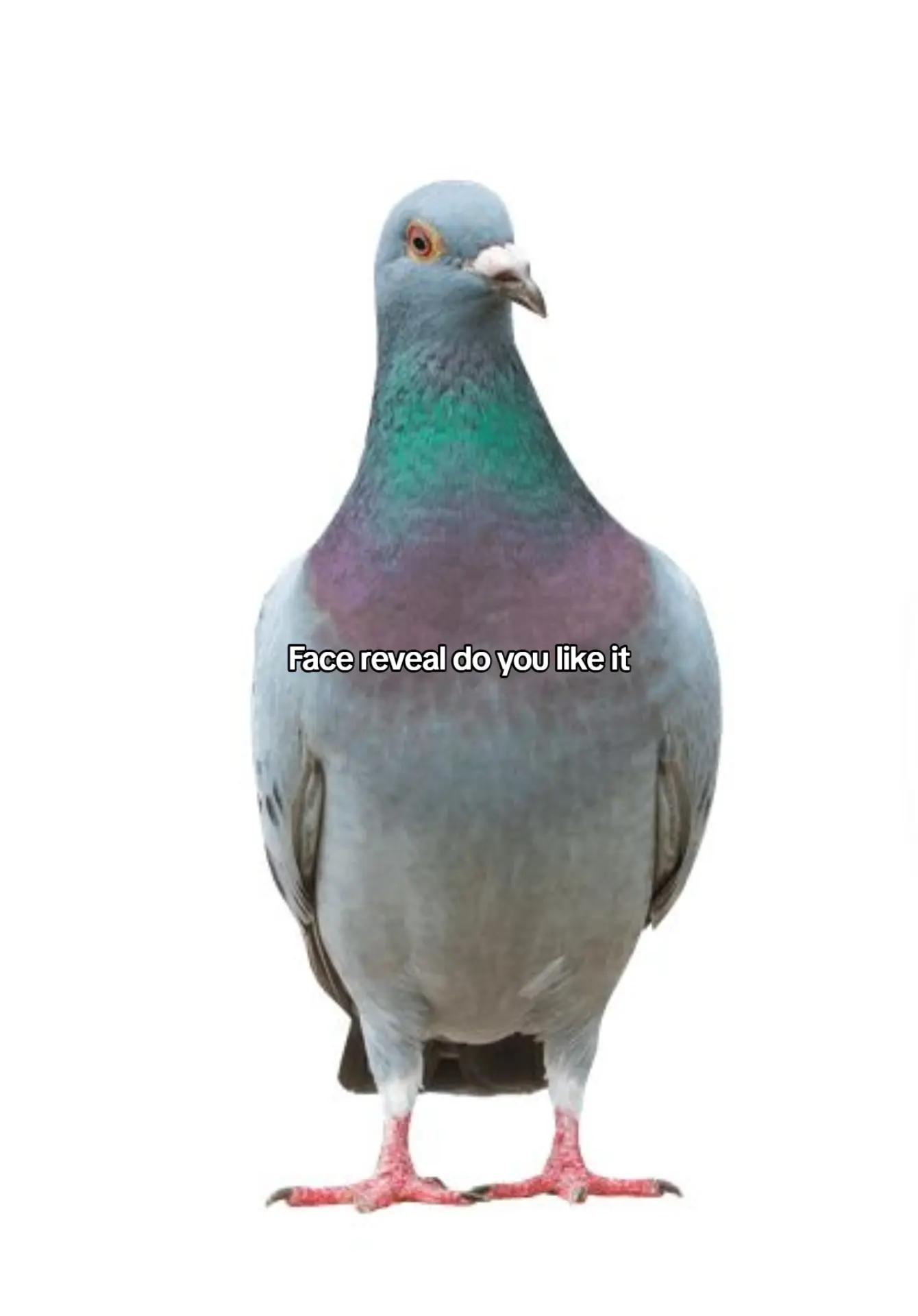 @Your cat🍰🩹