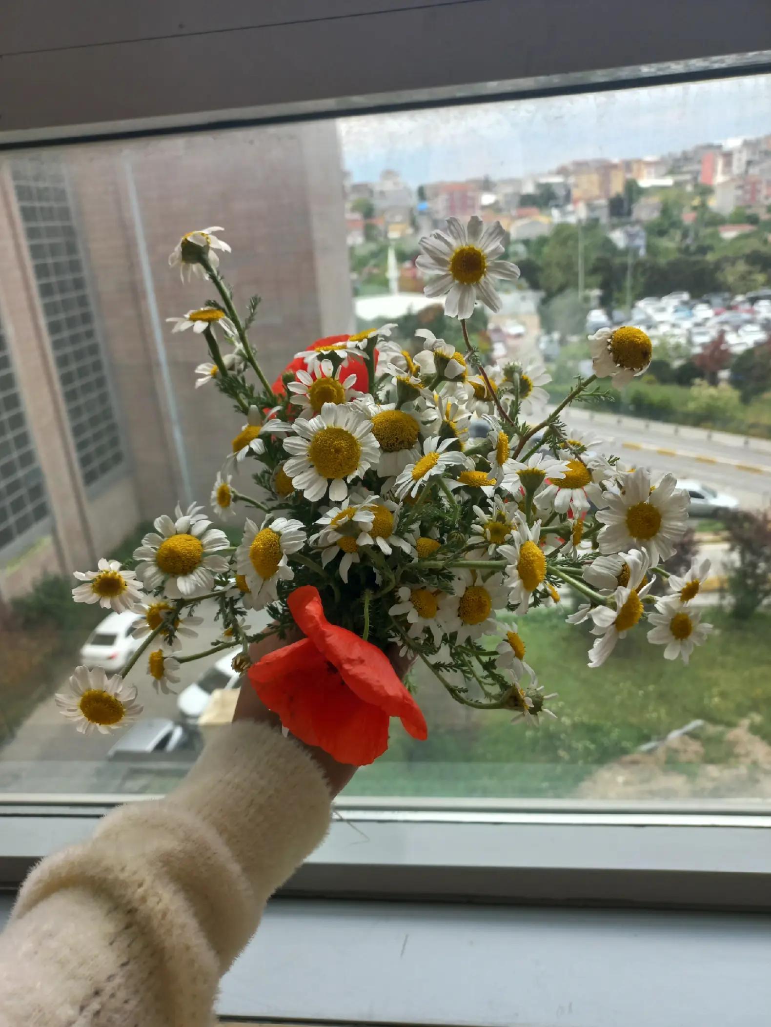 @cemre 34