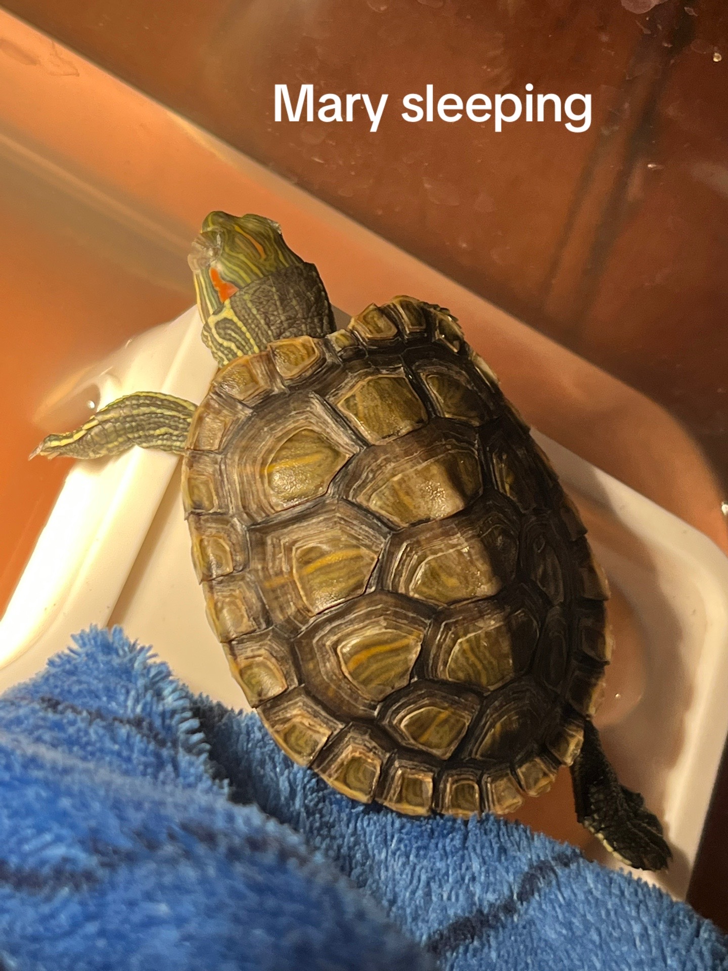 @Larry and Mary turtles