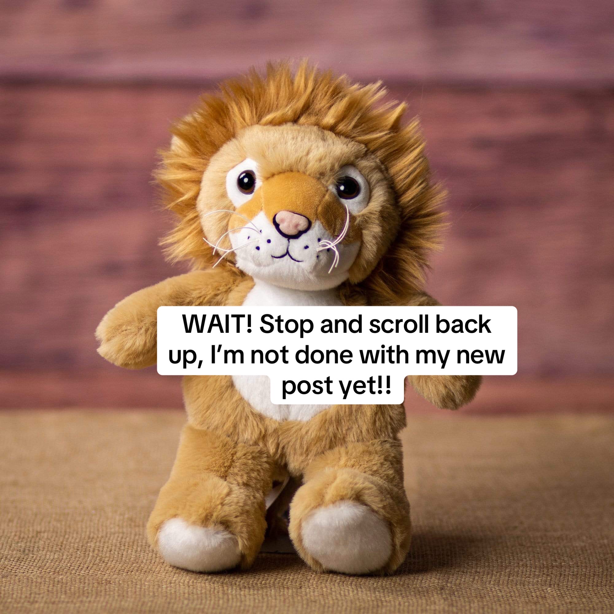 @sterling.the.cat