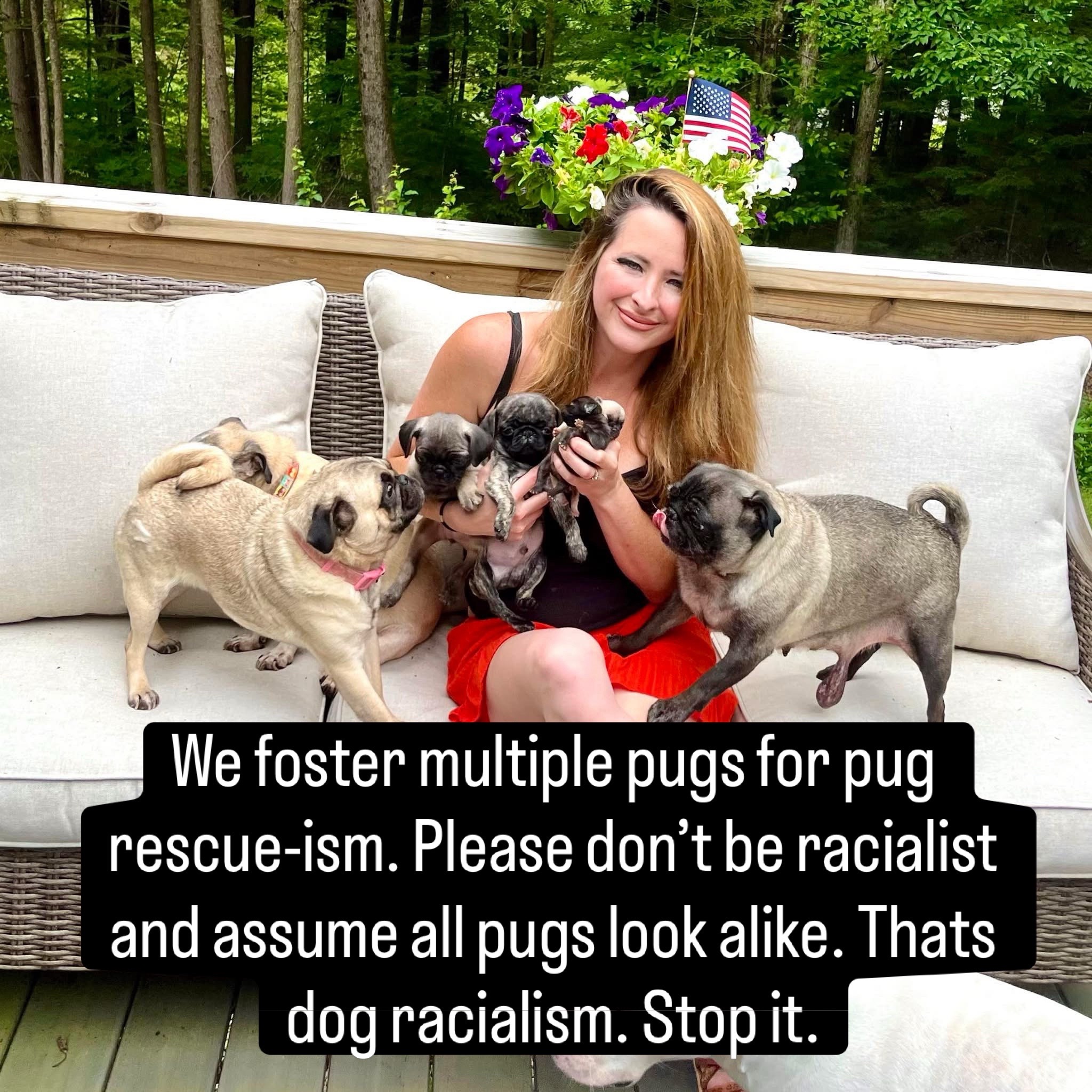 @PEARL - Quadruple-Amputee Pug