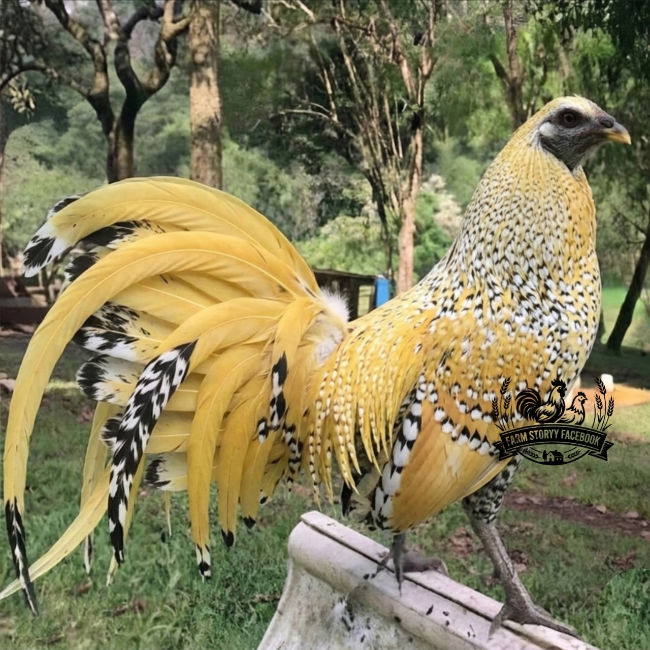 @Gamefowl Story