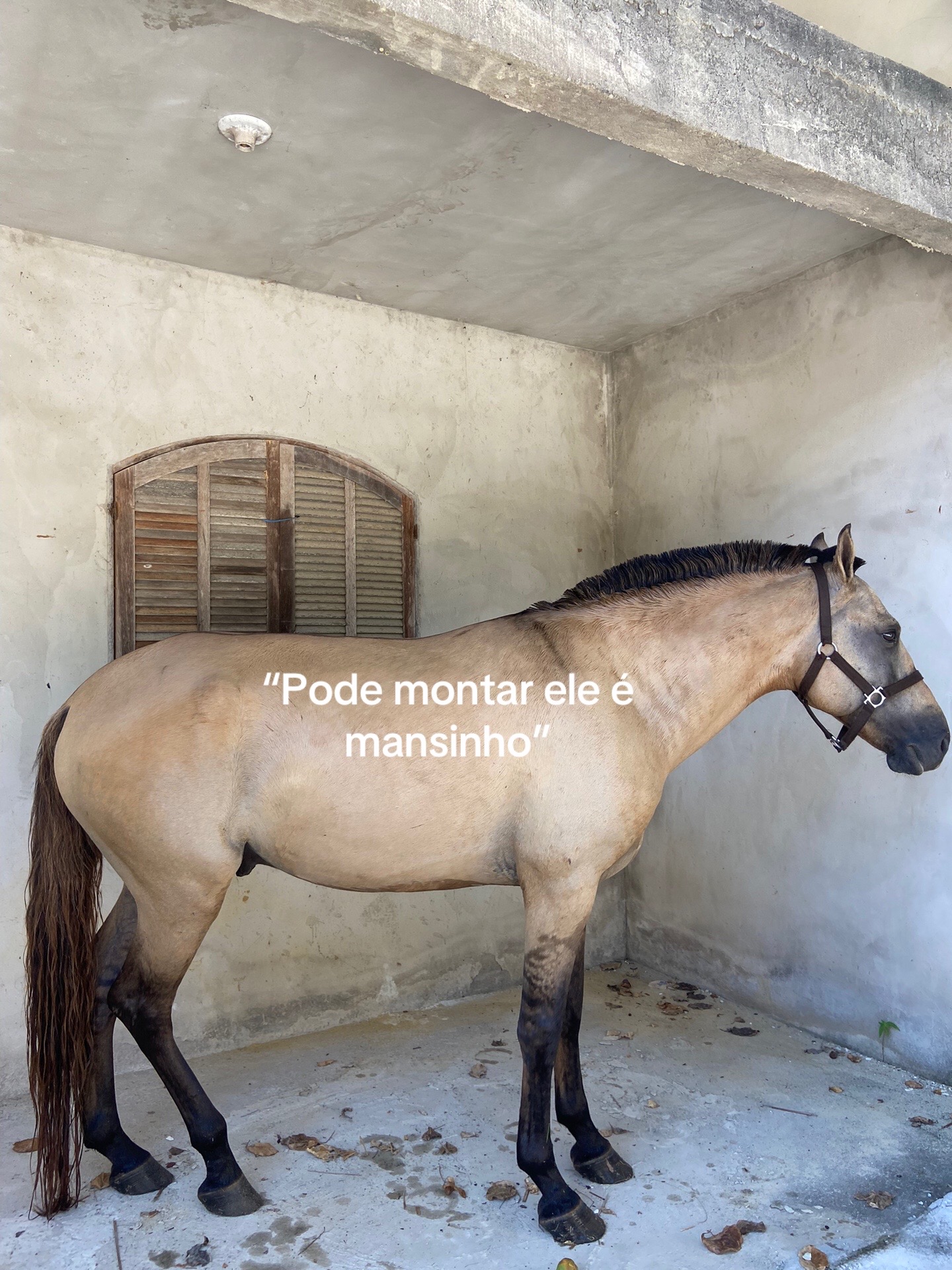 @Pᥱ́r᥆ᥣᥲ ᥱ ᥴᥲ&rho;&iota;tᥲ̃᥆