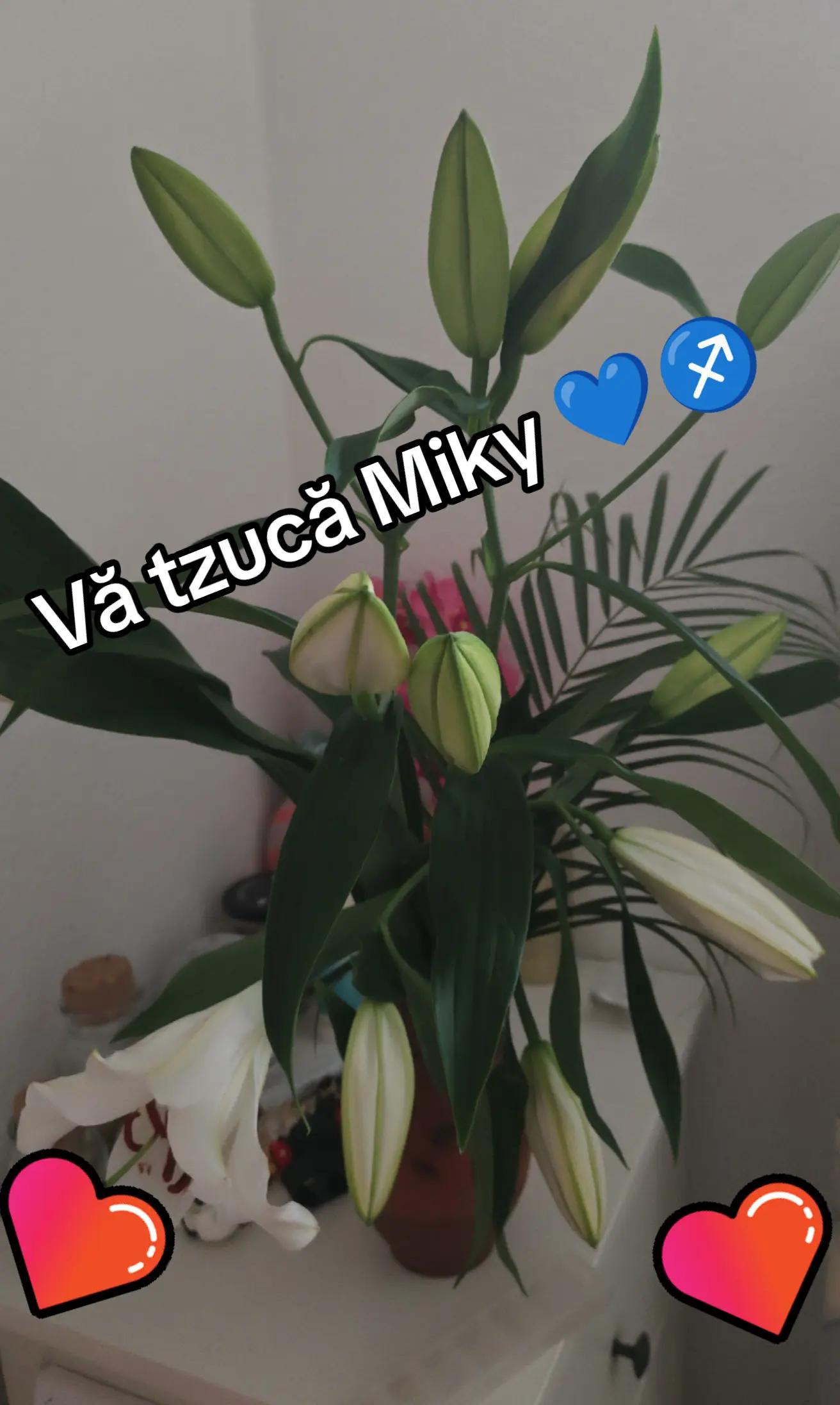 @♐Miky__ofc⚓🧿💙