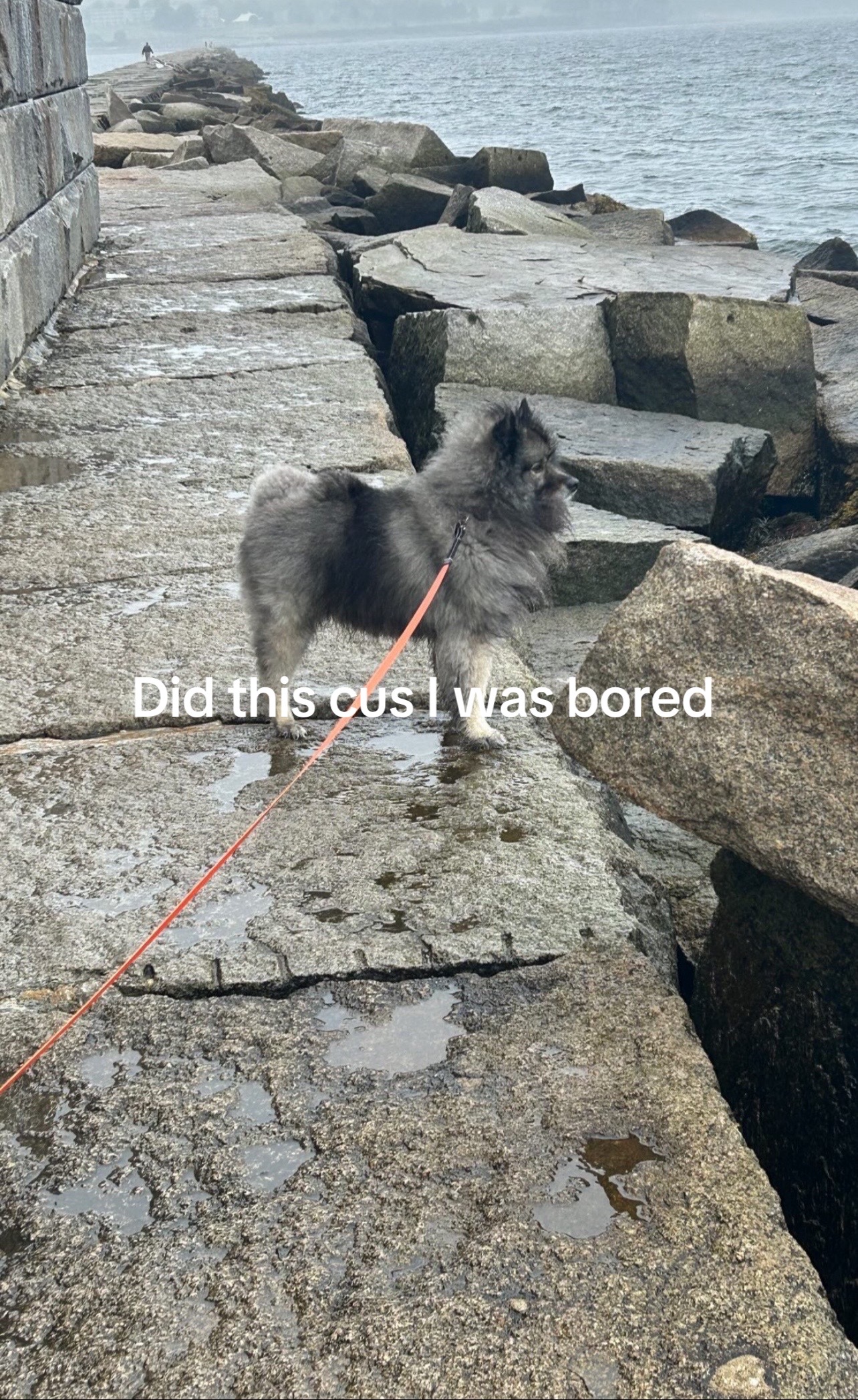 @ꉂ(˵˃ ᗜ ˂˵)