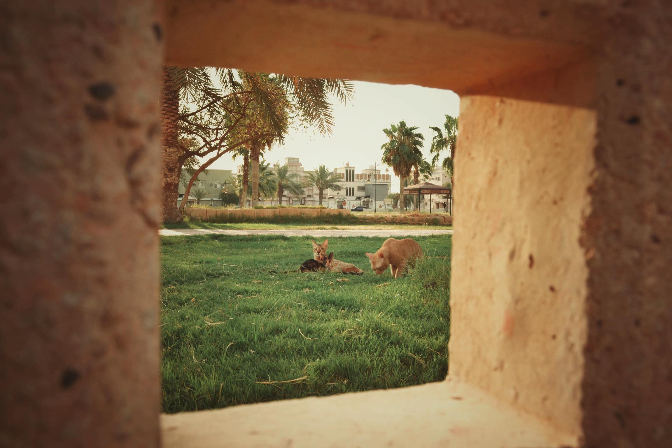 @سيد حُسَيّن
