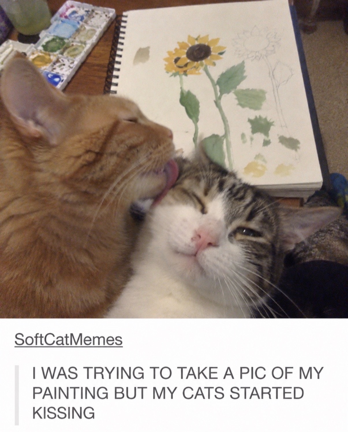 @cat memes