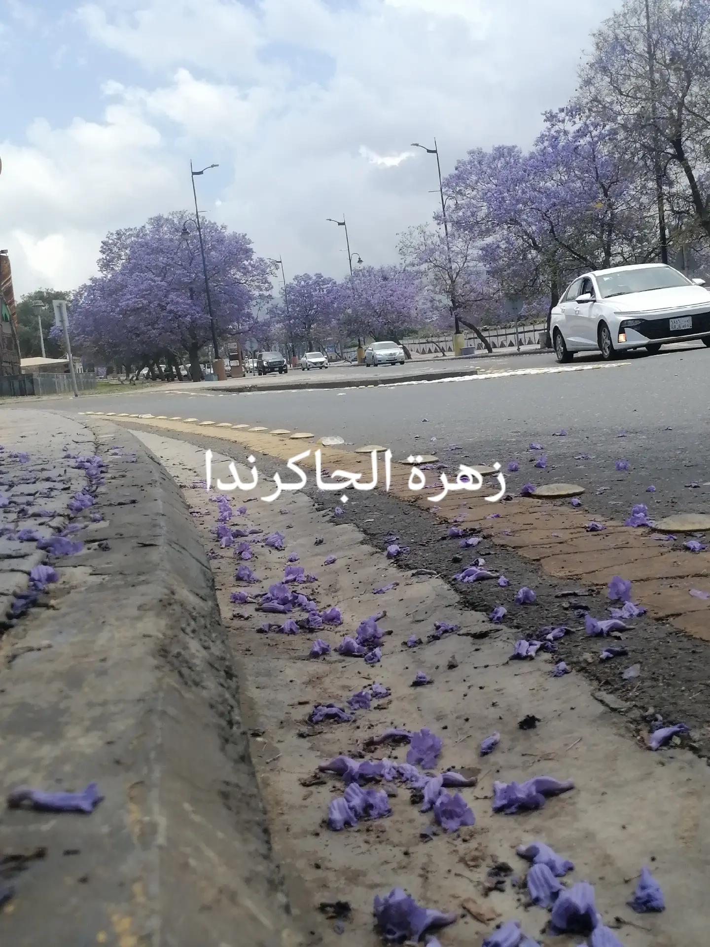 @Mahboul
