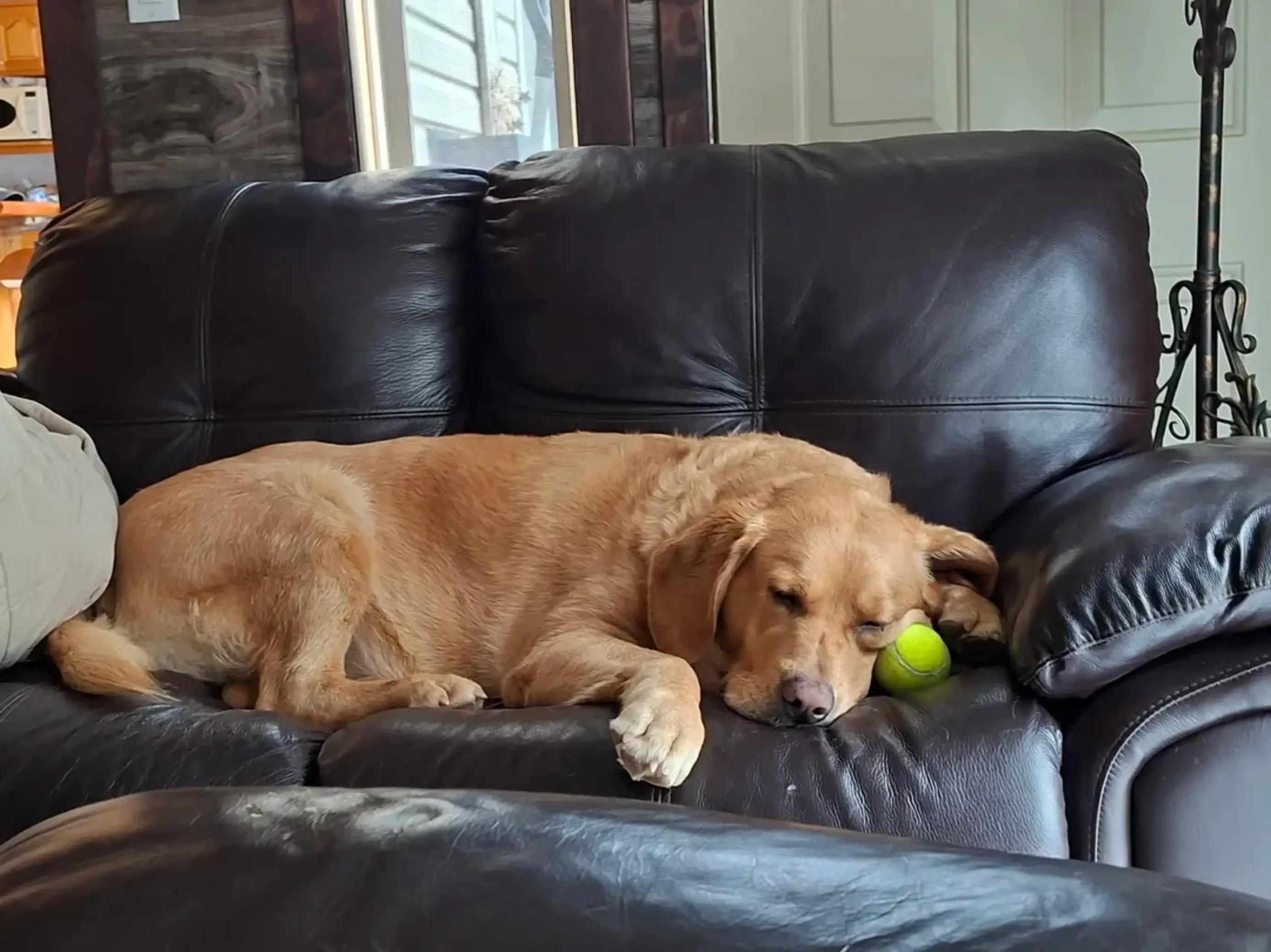 @Dogmom