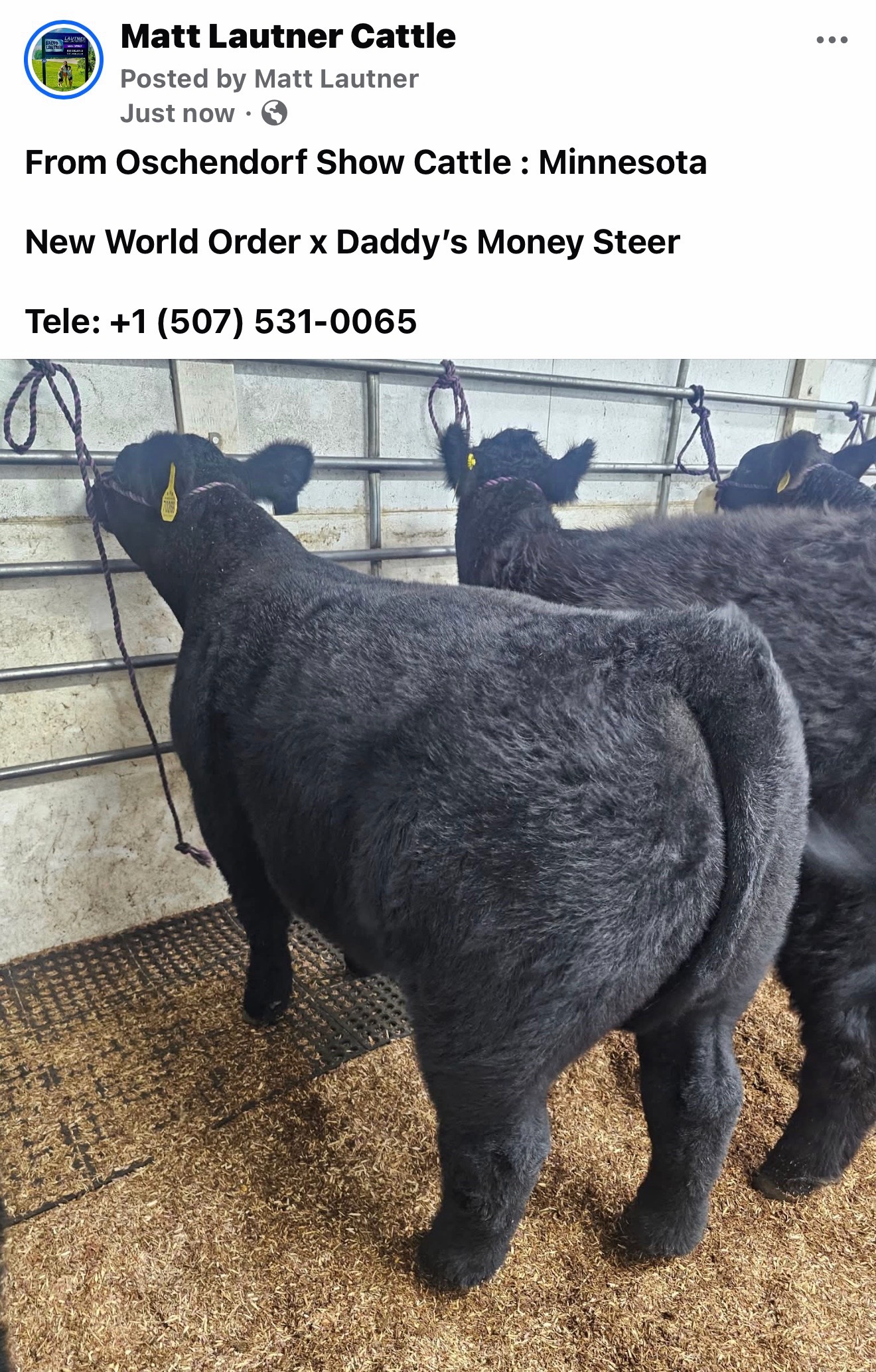 @Matt Lautner Cattle USA