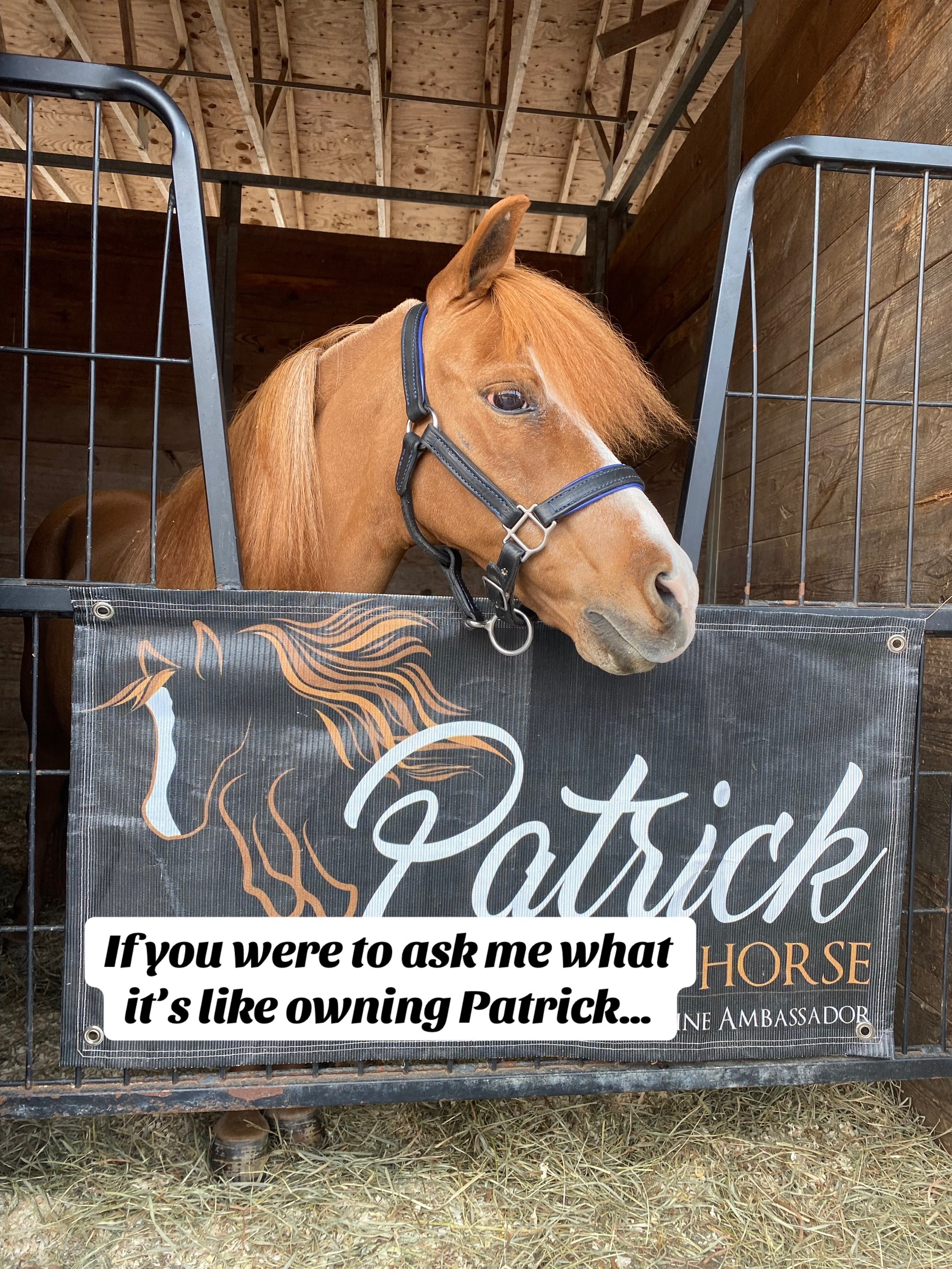 @Sarah & Patrick The Mini Horse