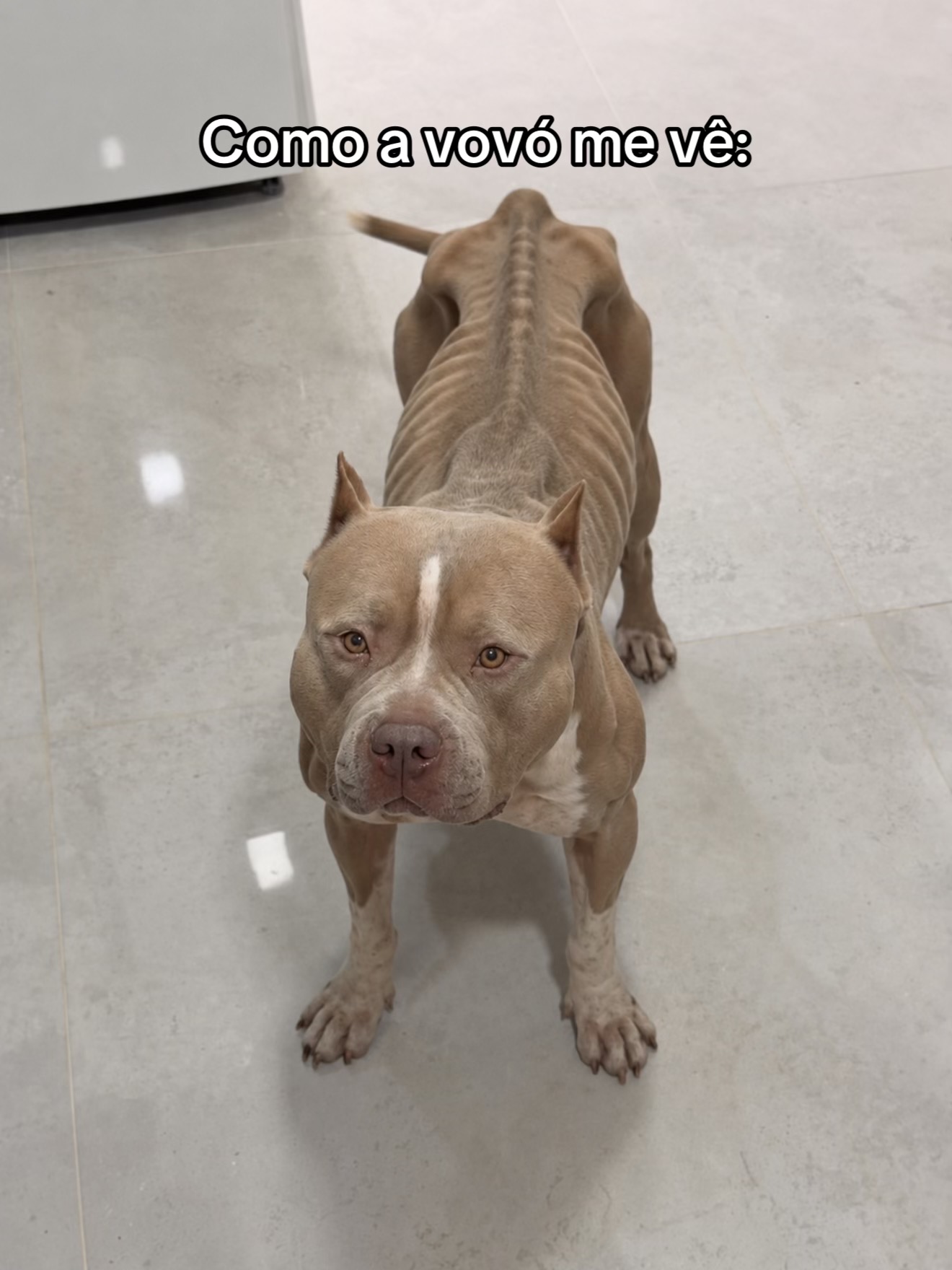 @Família Ragnar 🐶