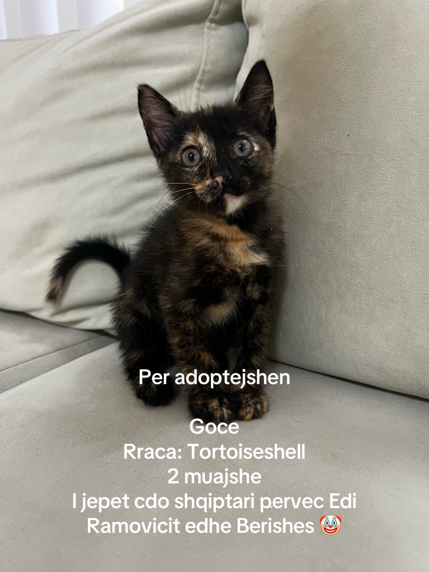 @matchaathecat