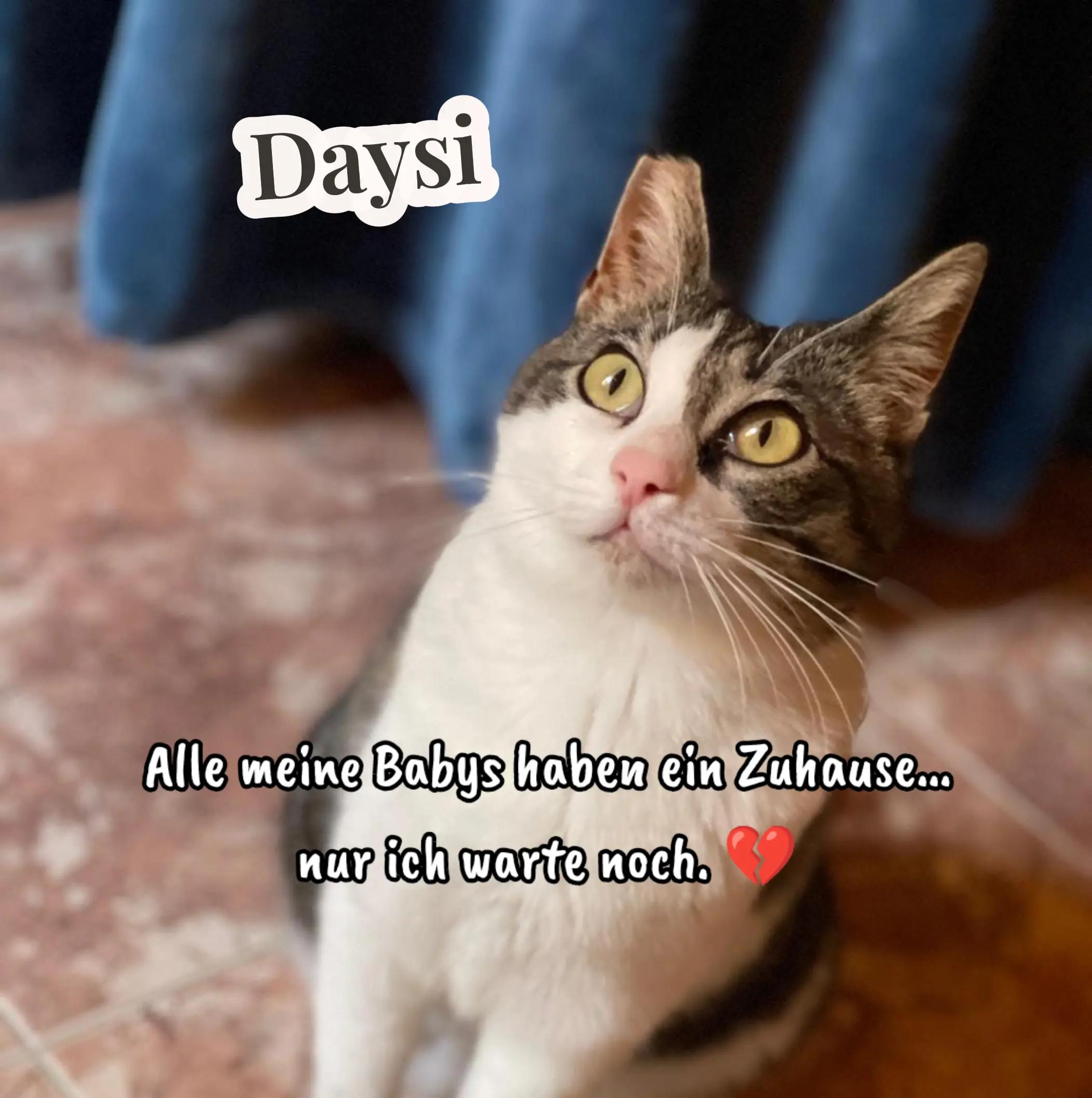 @Katzenblicke e.V.