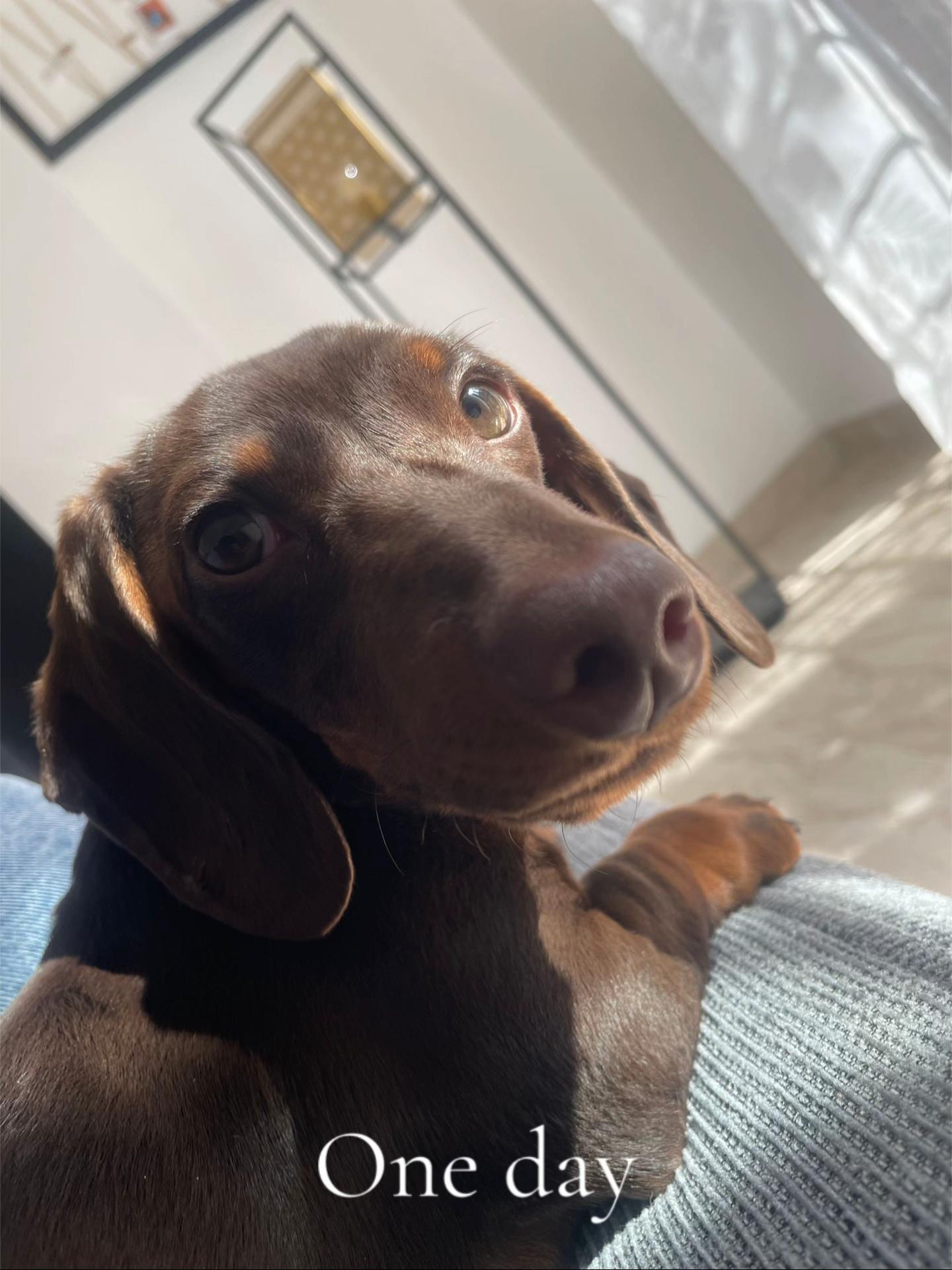 @lamb.l