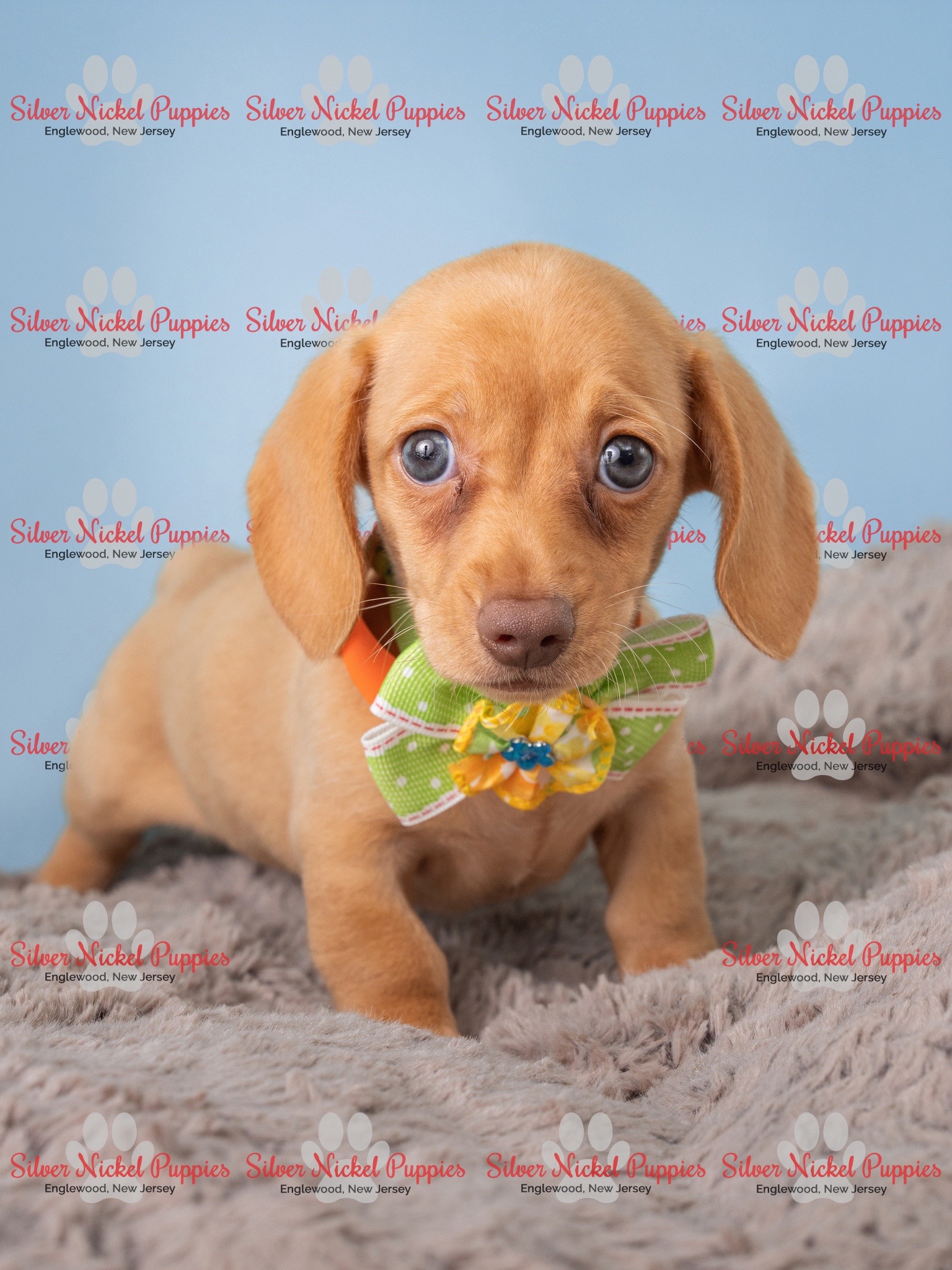 @Silver Nickel Puppies