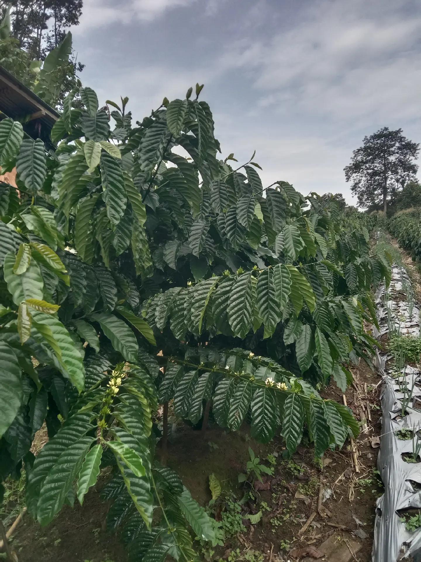 @petani