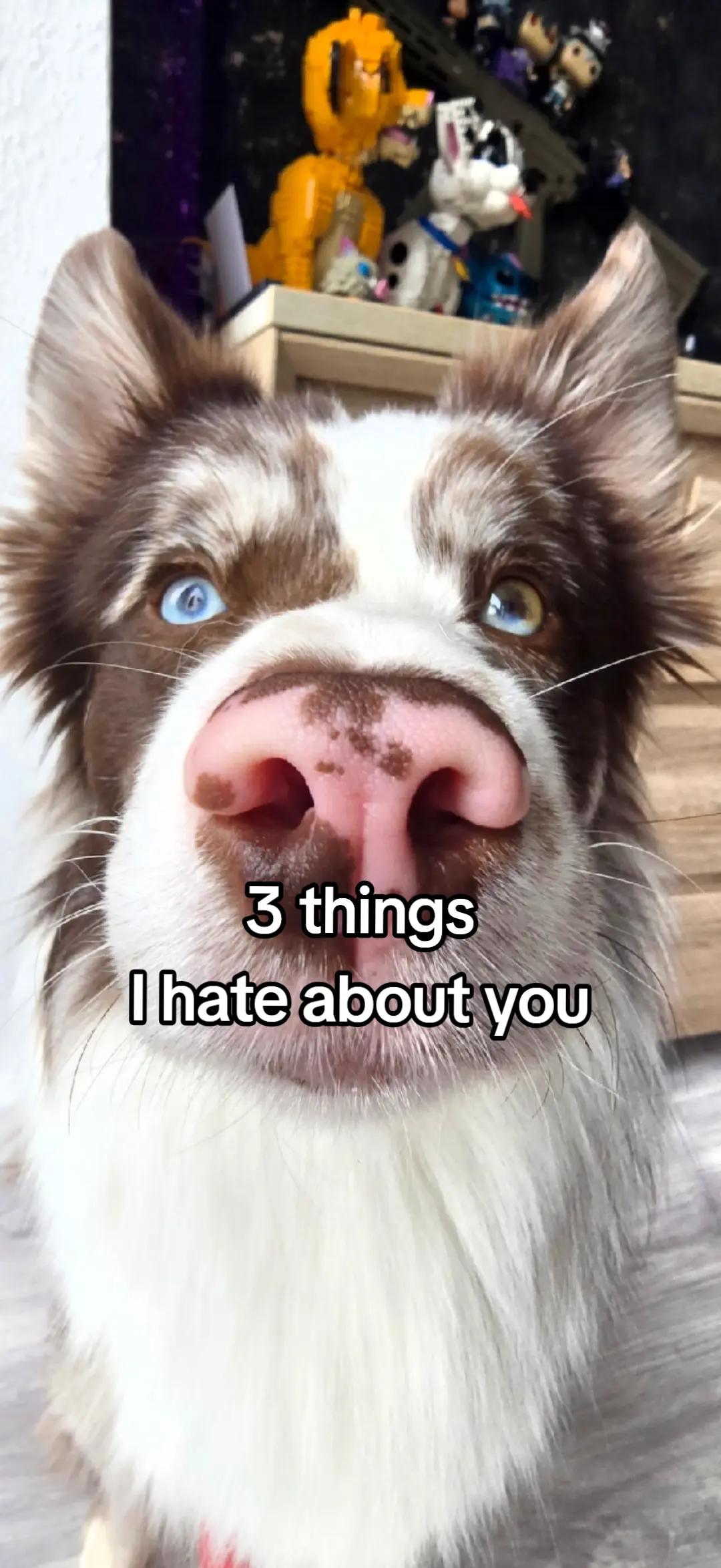 @Sup.Collies🧡💙