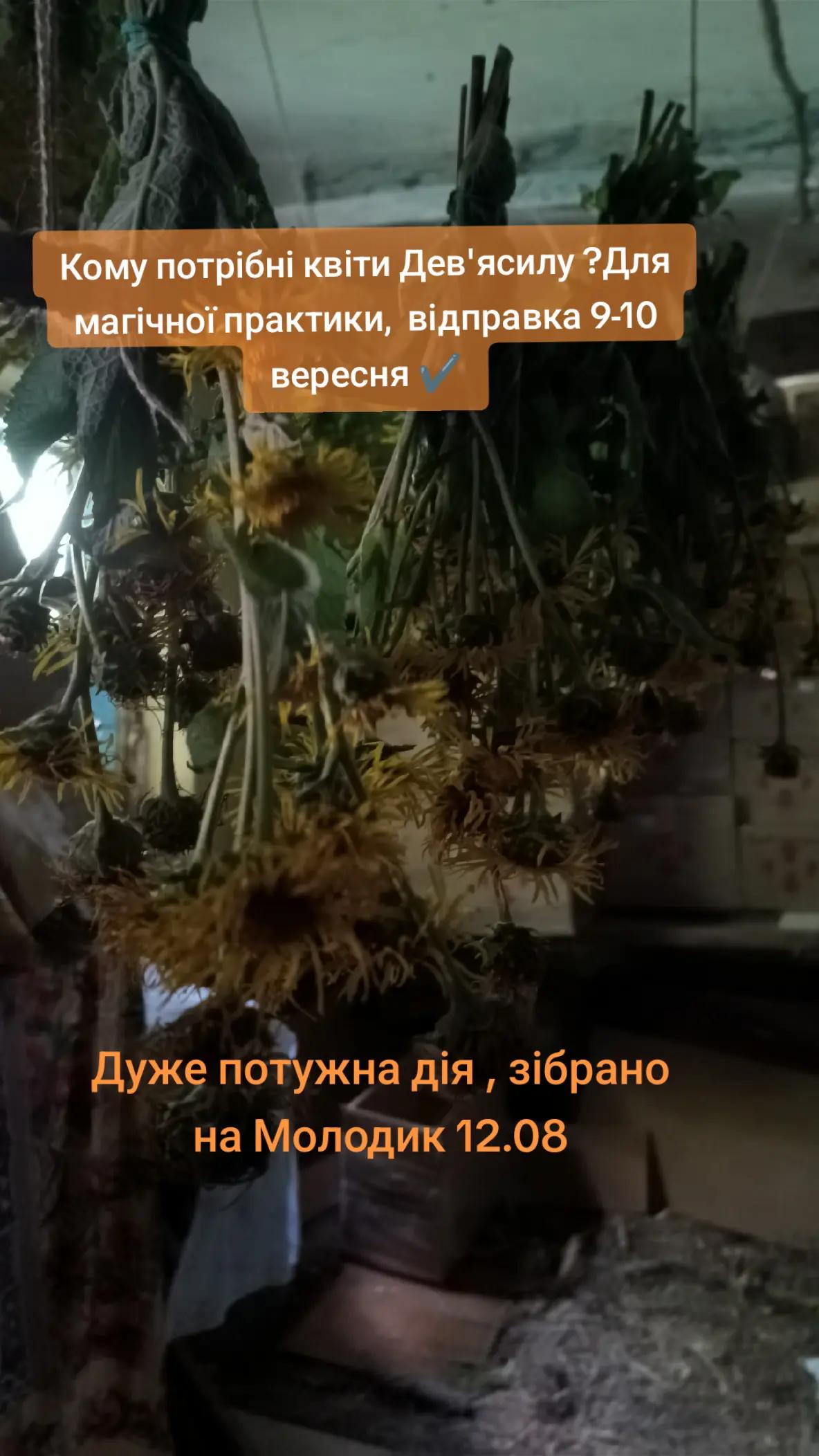 @Відьма_Цілитель_NestyArt🌛🌝🌜