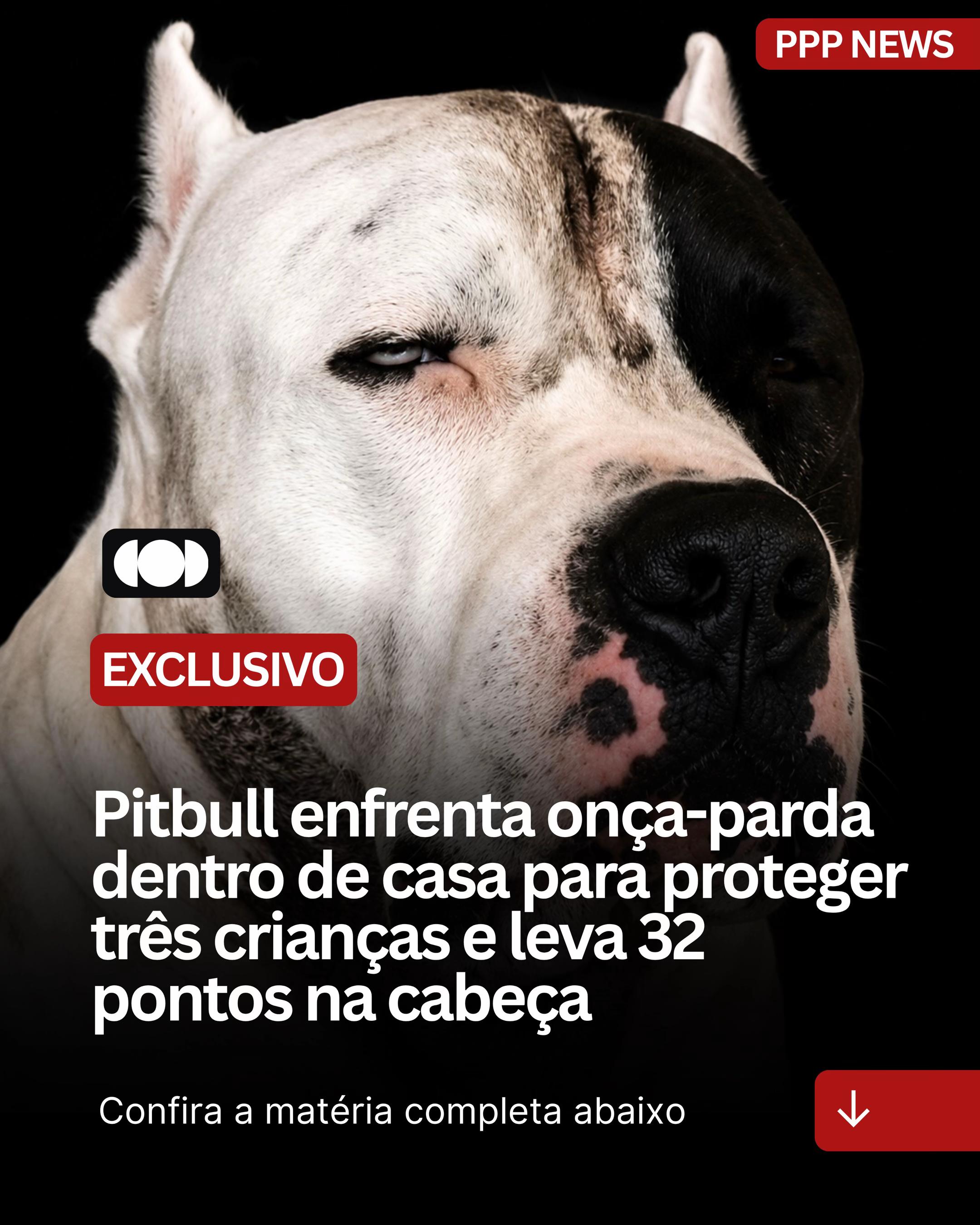 @PITBULL PLANET