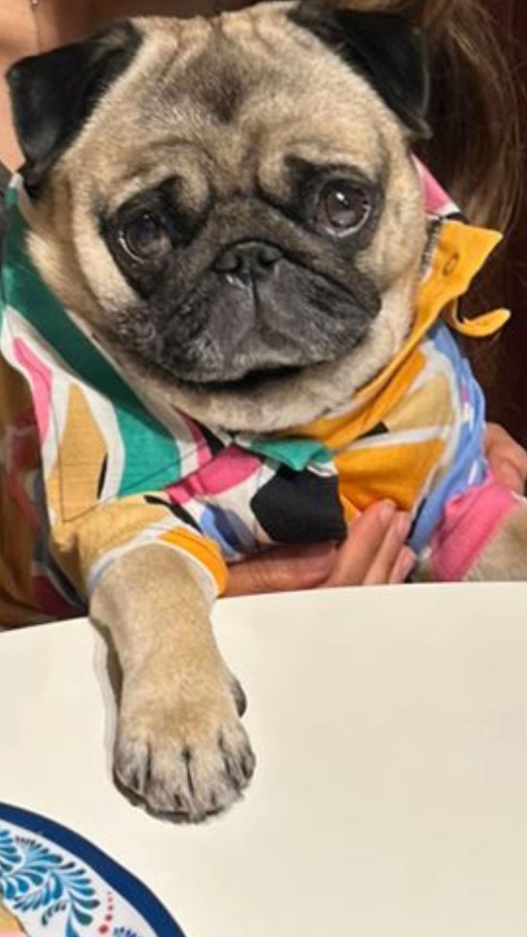 @Lolito pug carlino