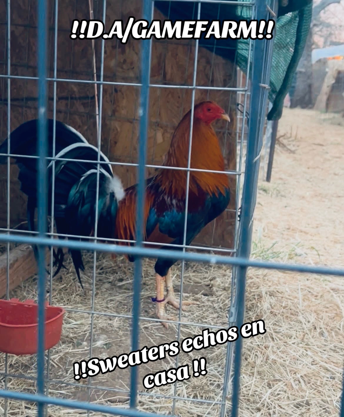 @DAgamefarm