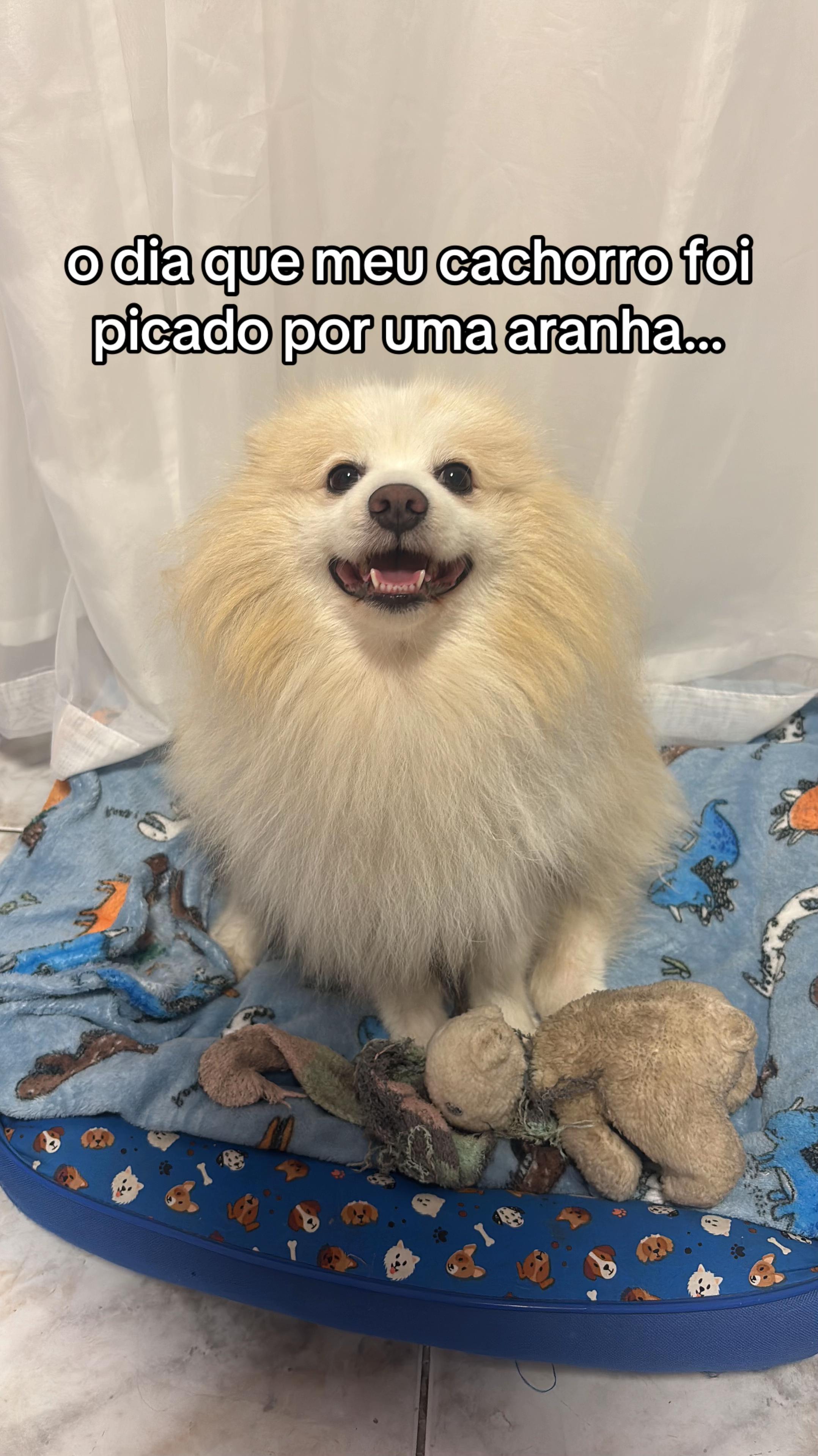 @gigi