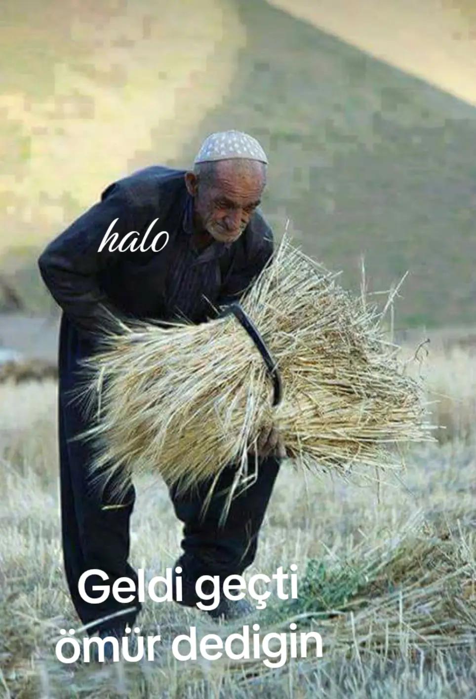 @Halo
