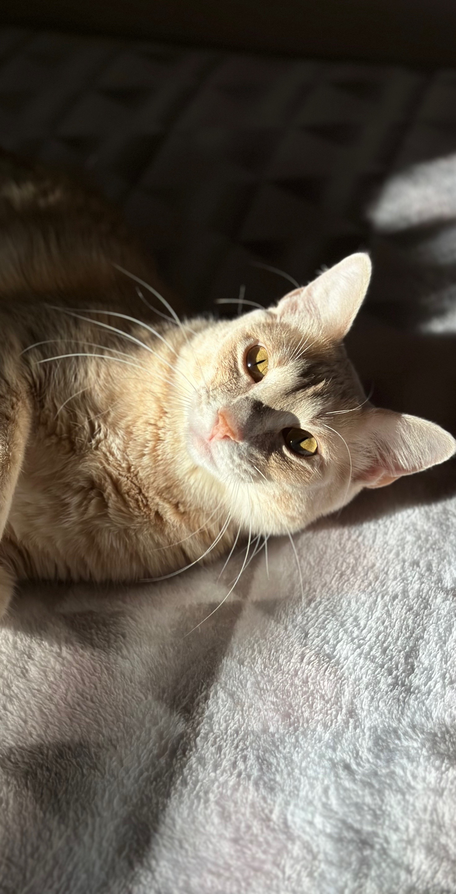 @roti_the_cat