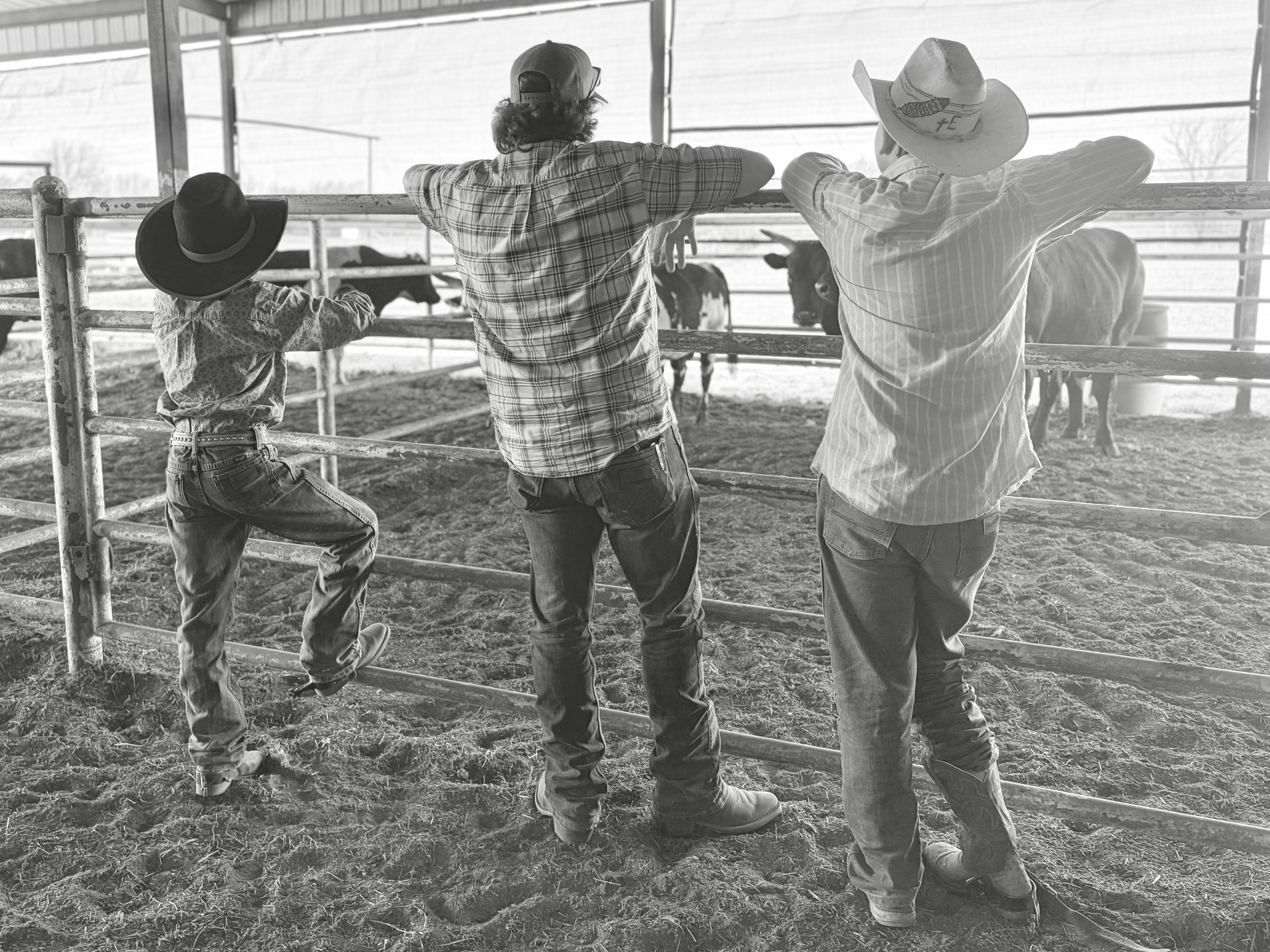 @mamasboyroughstock