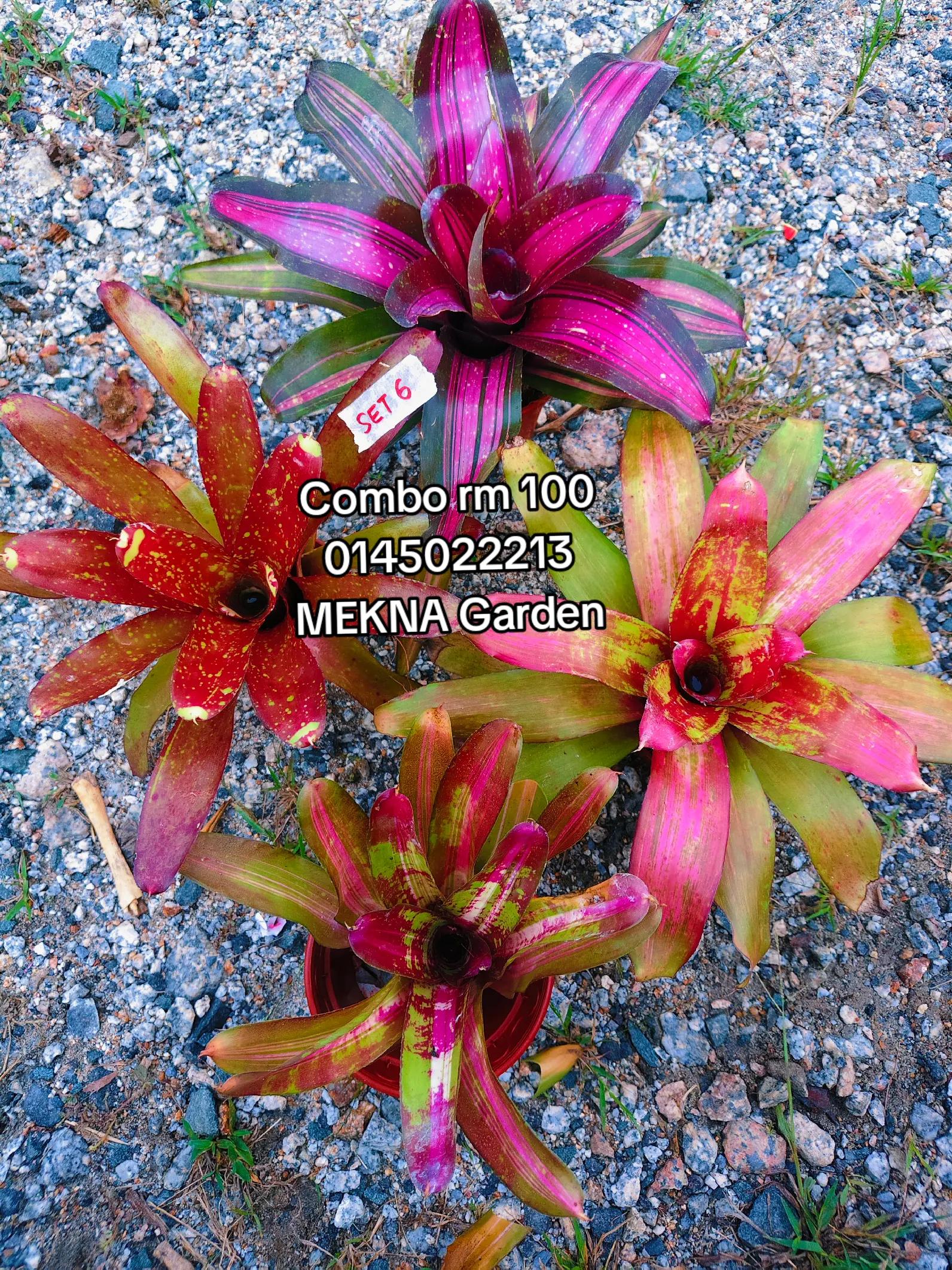 @MEKNA Garden