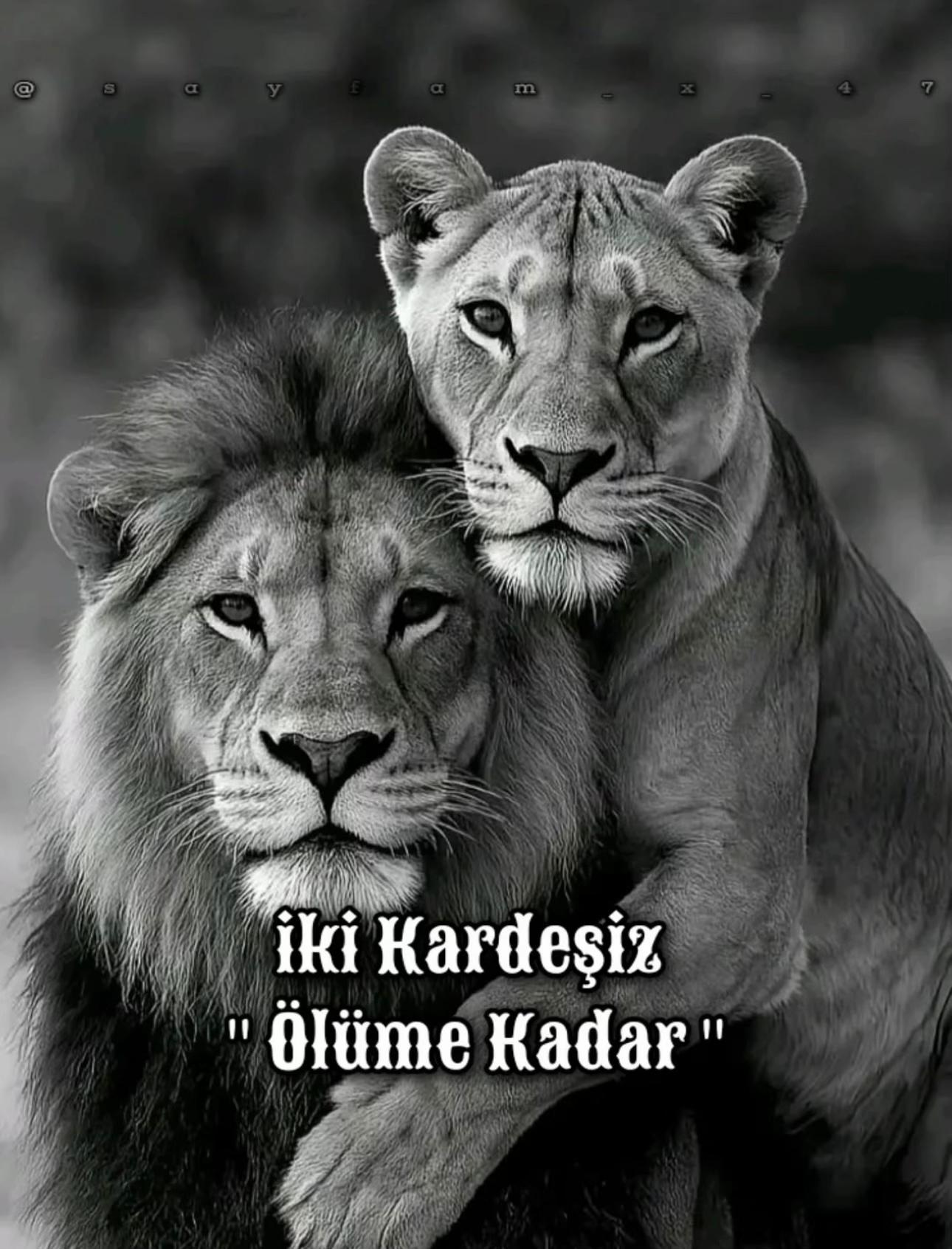 @Rıdvan kaya
