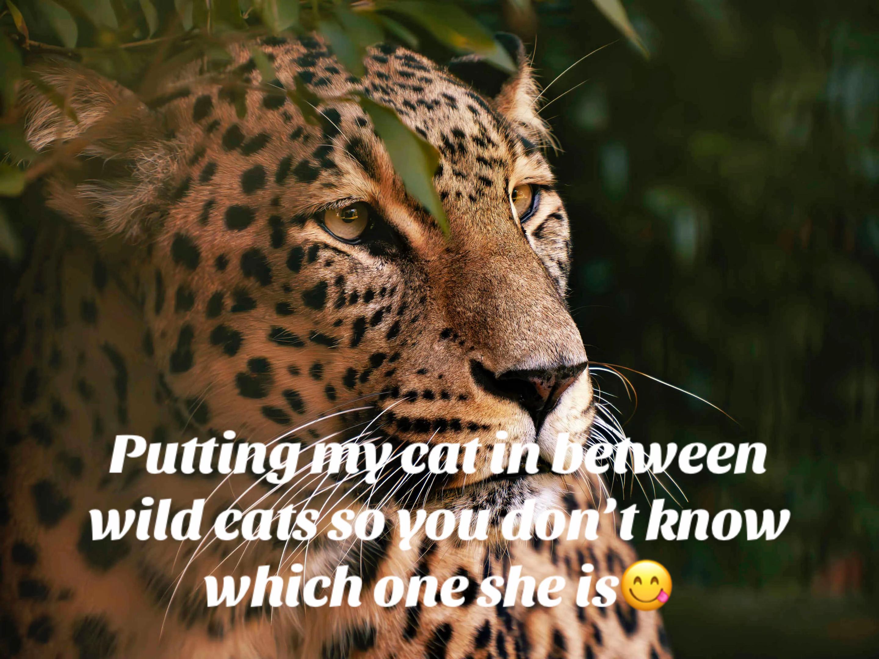 @J U L I E  P L E S S
